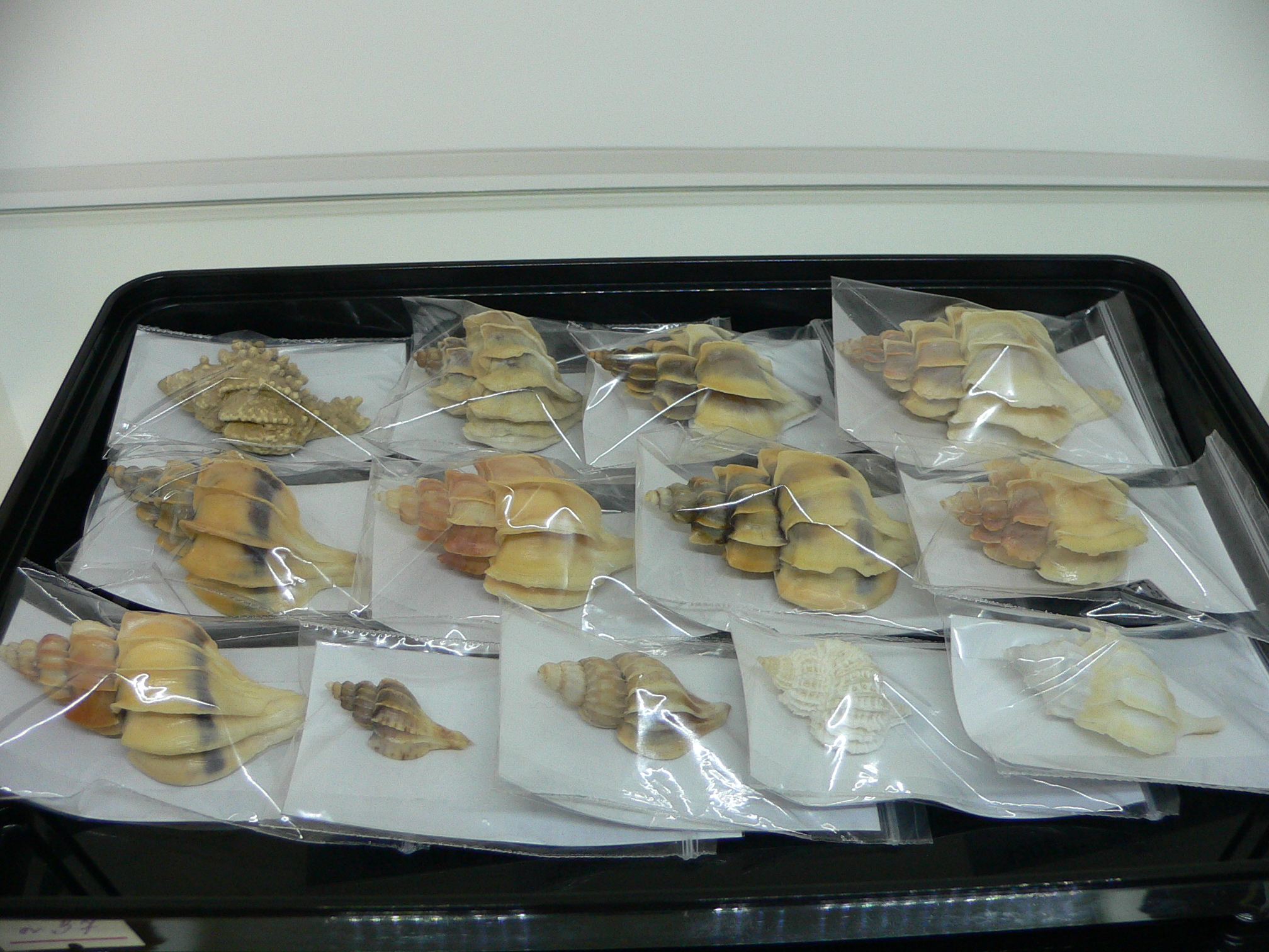 Boreotrophon candelabrum