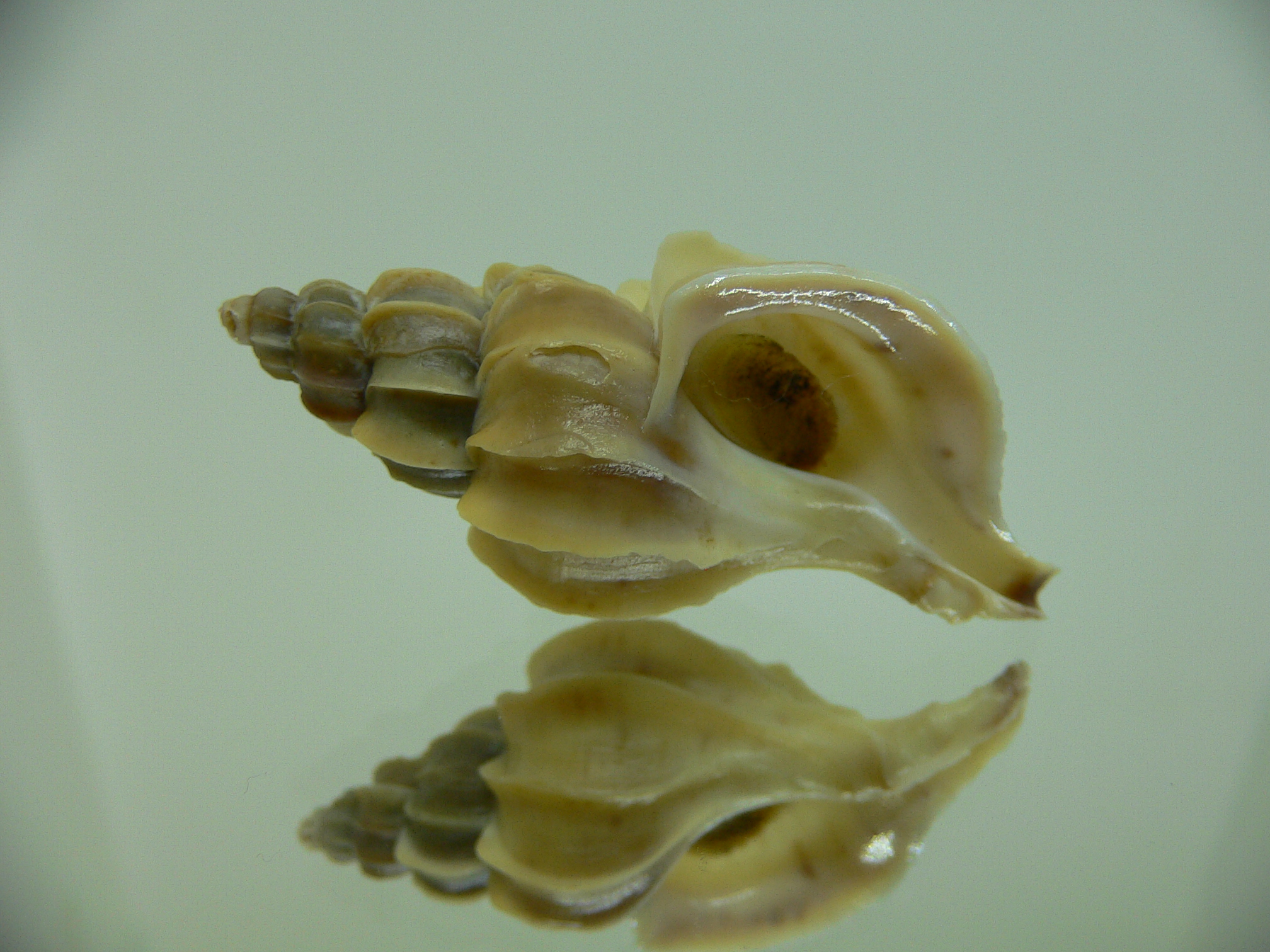 Boreotrophon candelabrum