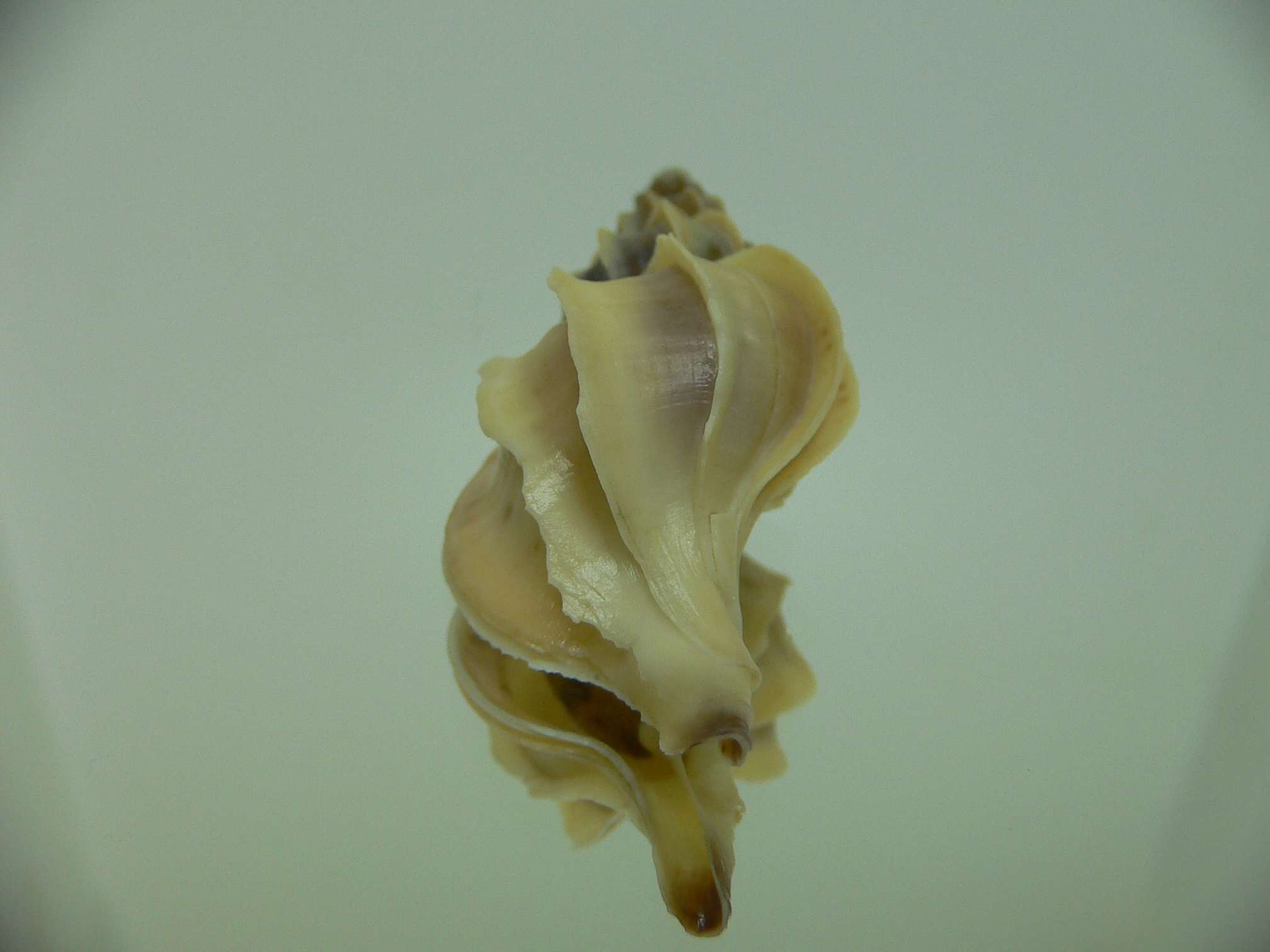 Boreotrophon candelabrum