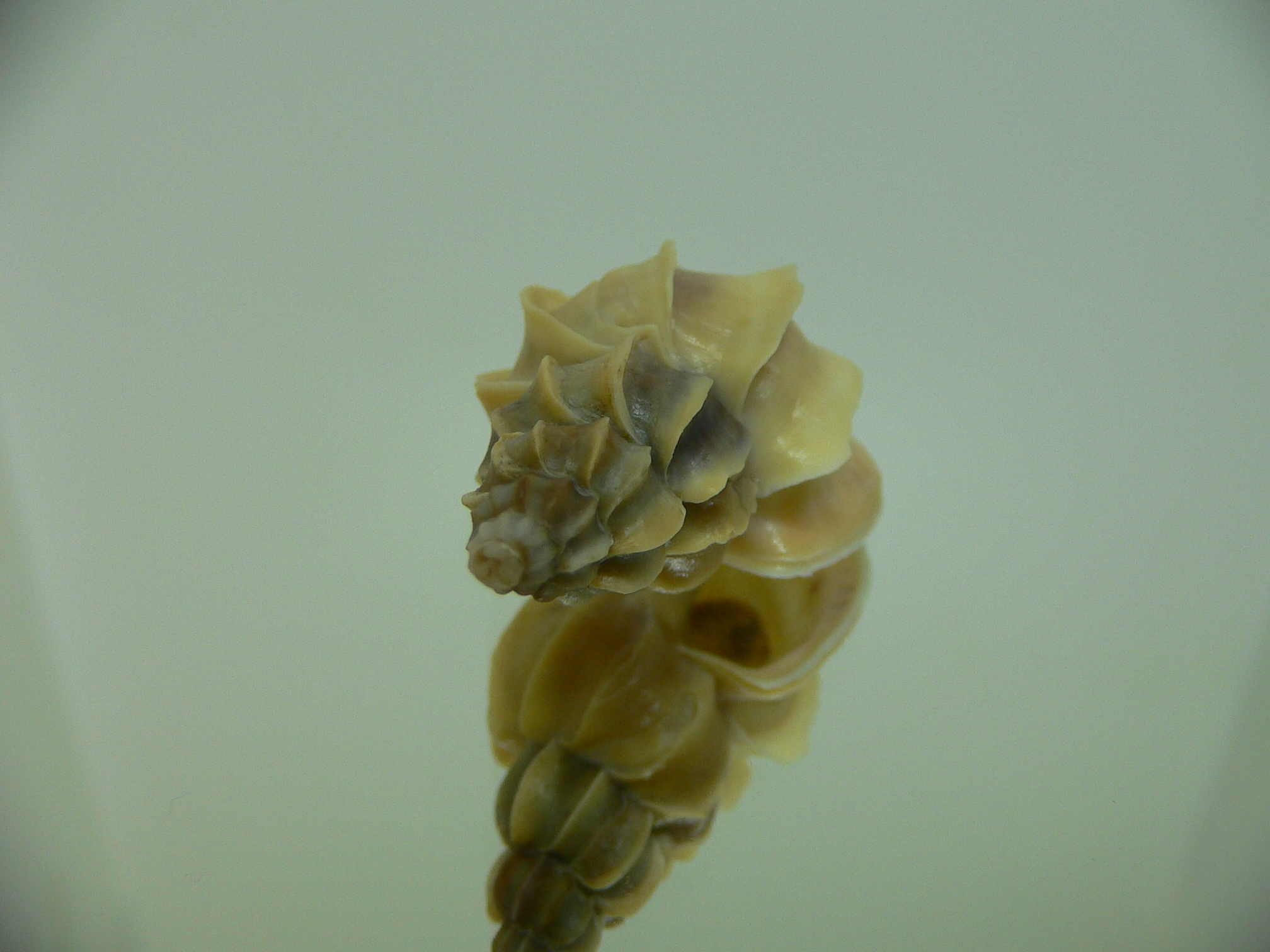 Boreotrophon candelabrum