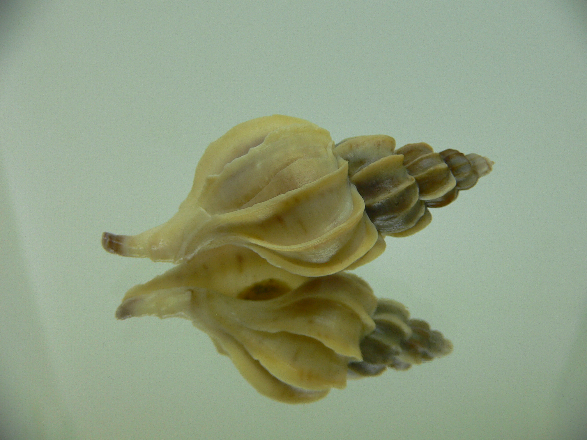 Boreotrophon candelabrum