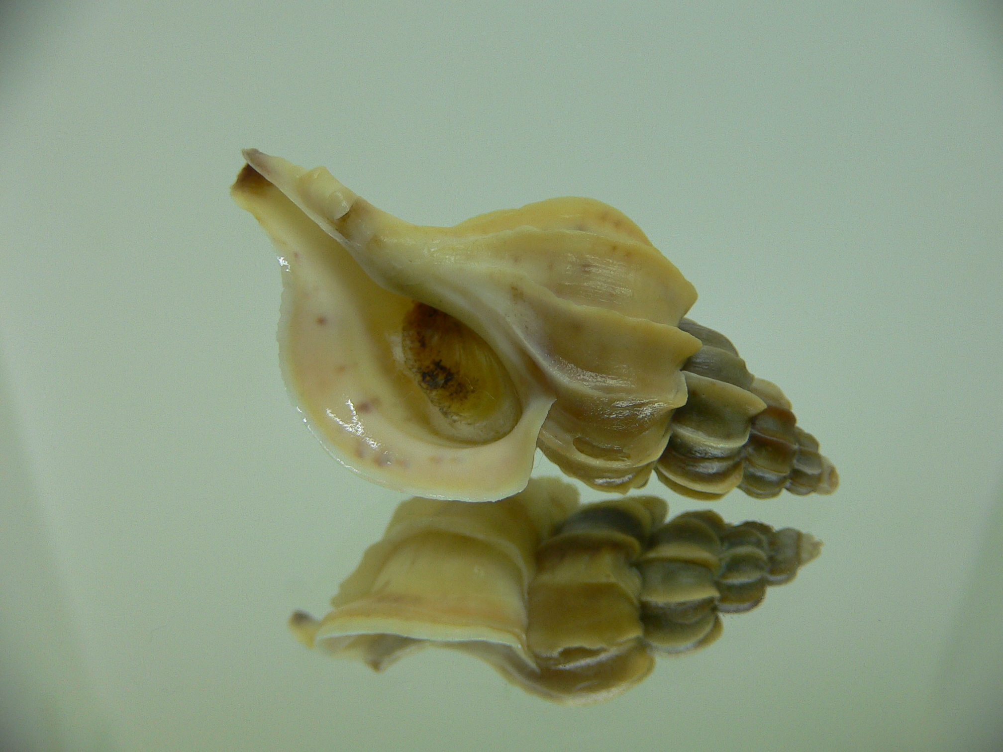 Boreotrophon candelabrum