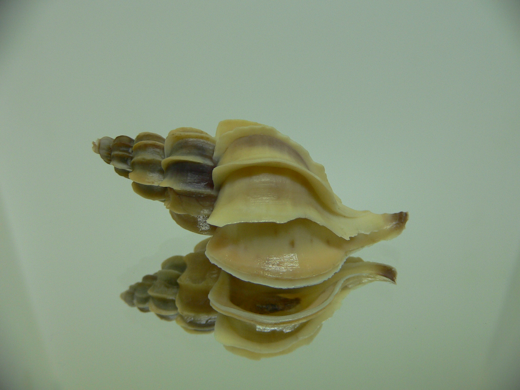 Boreotrophon candelabrum