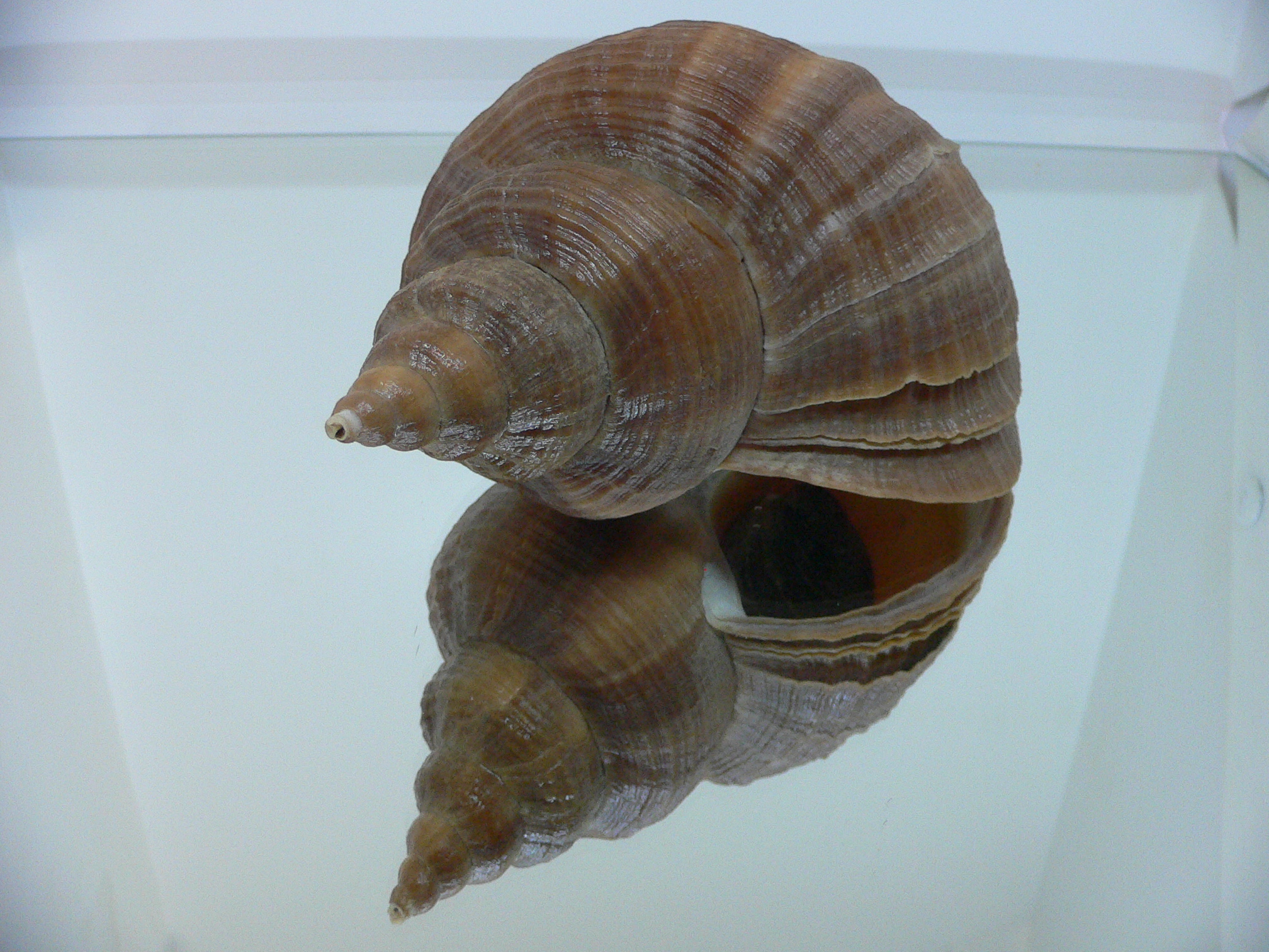 Neptunea constricta SP. SUPER KEELS