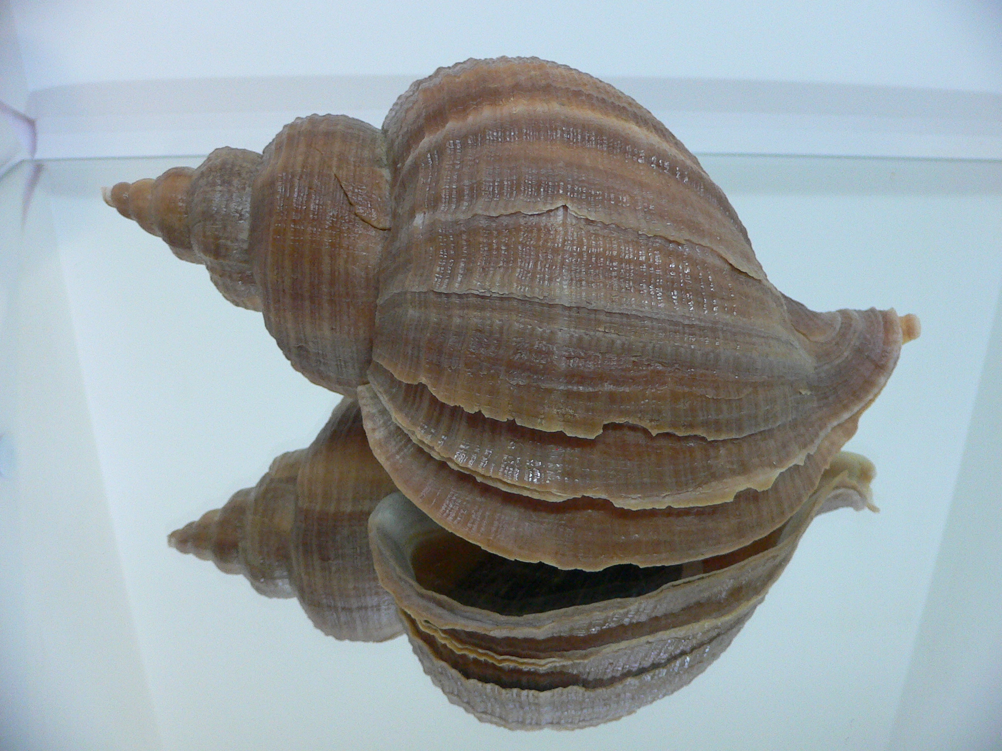 Neptunea constricta SP. SUPER KEELS