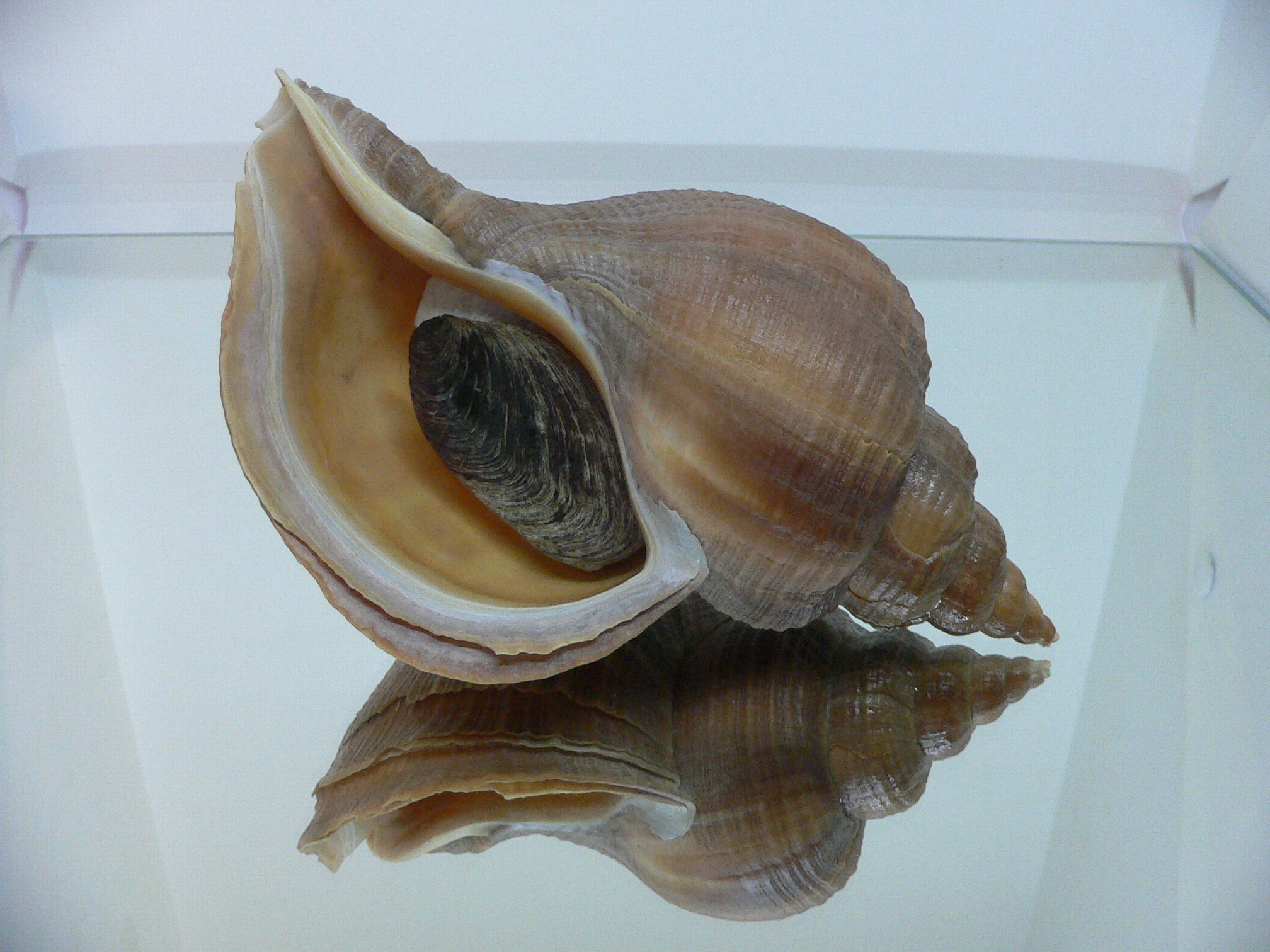 Neptunea constricta SP. SUPER KEELS