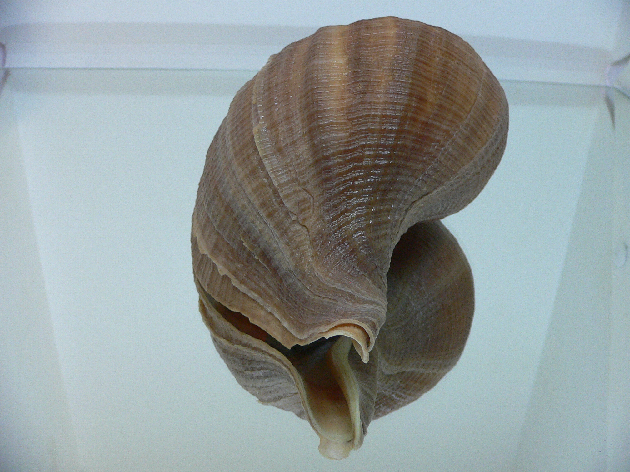 Neptunea constricta SP. SUPER KEELS