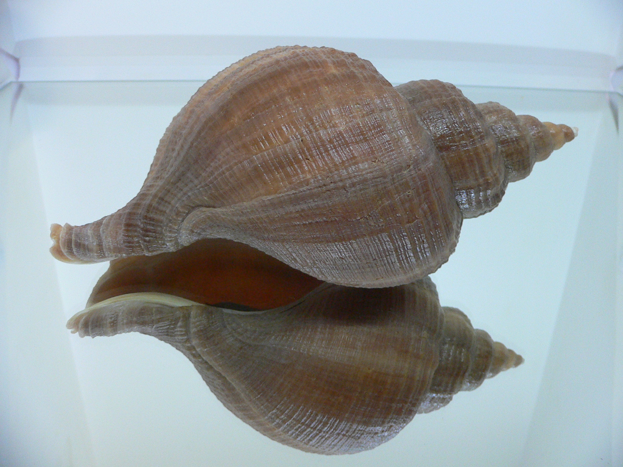 Neptunea constricta SP. SUPER KEELS