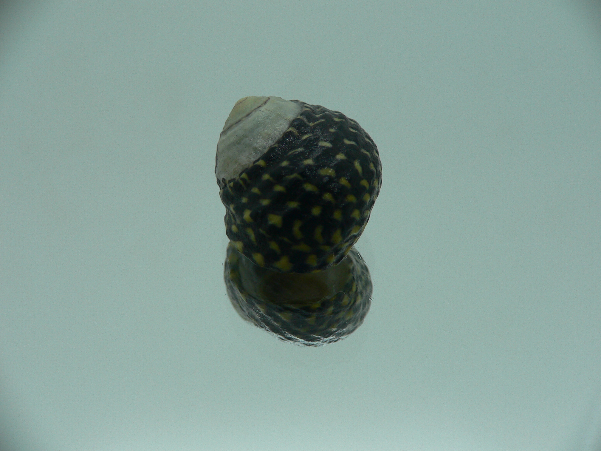 Diloma concameratum ENDEMIC 1