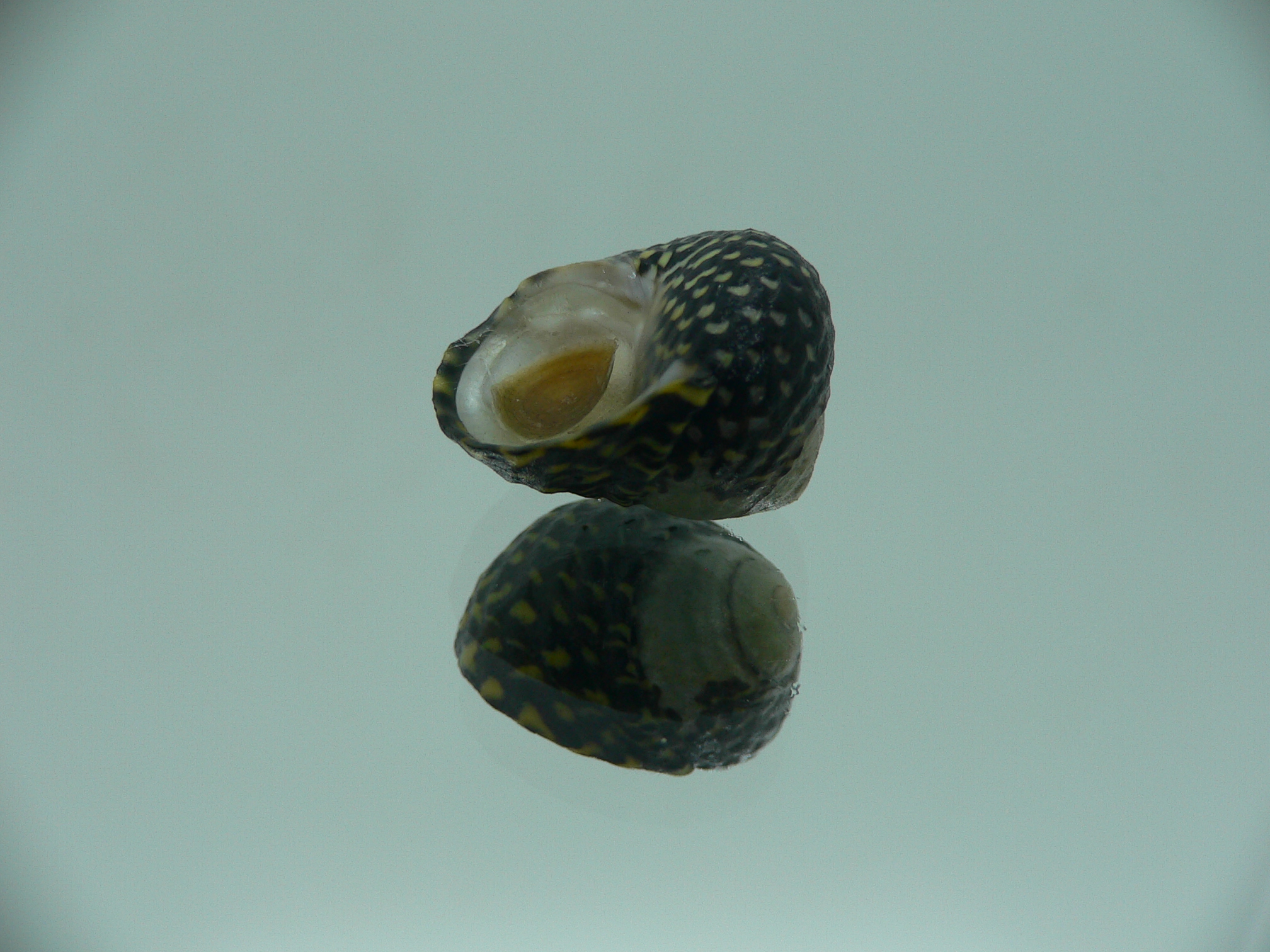 Diloma concameratum ENDEMIC 1