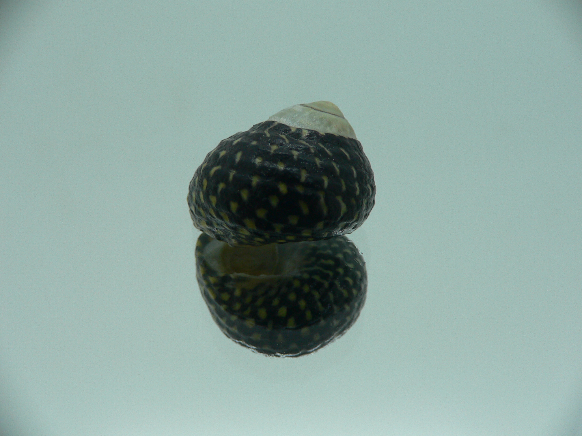 Diloma concameratum ENDEMIC 1