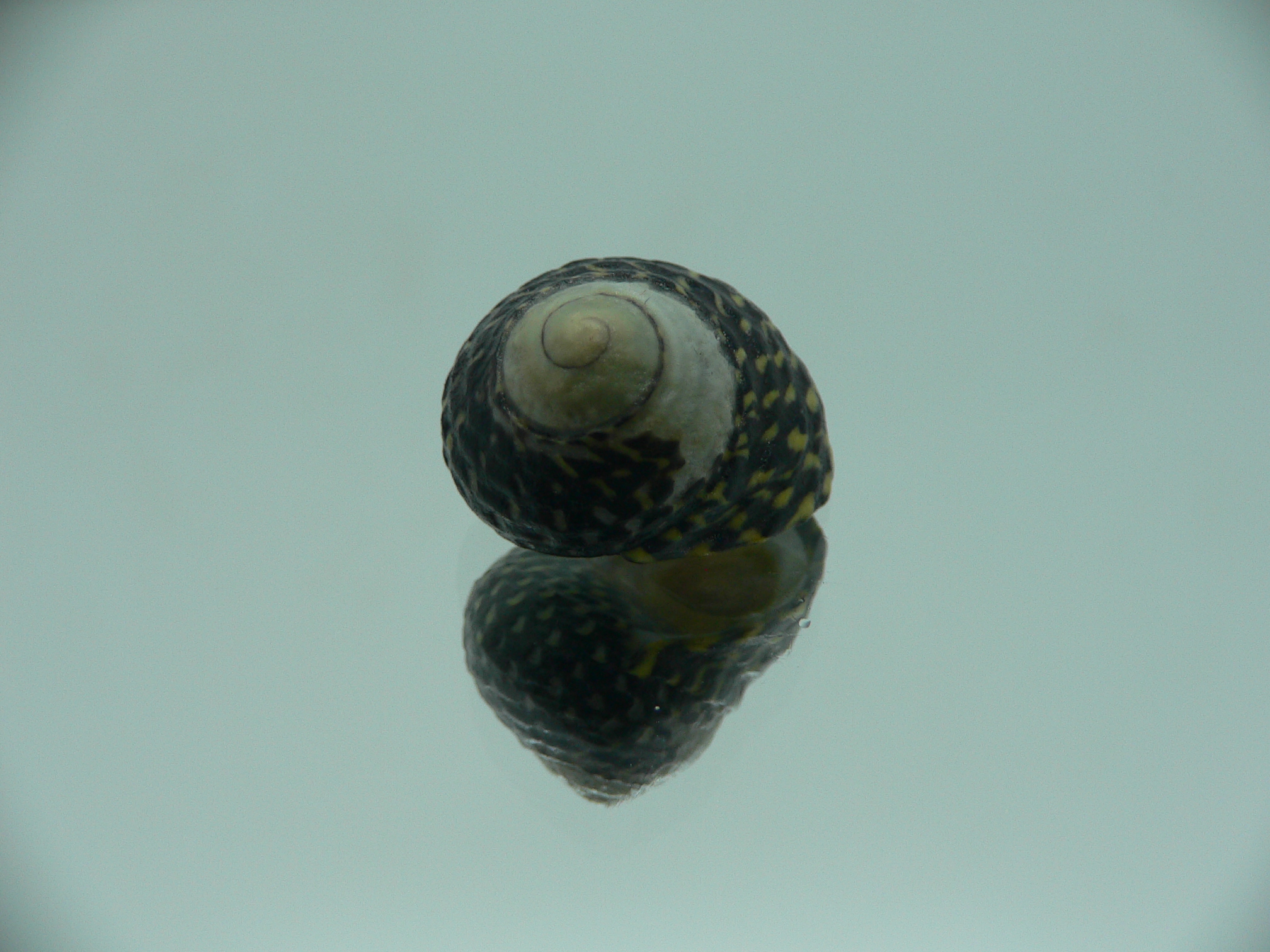 Diloma concameratum ENDEMIC 1