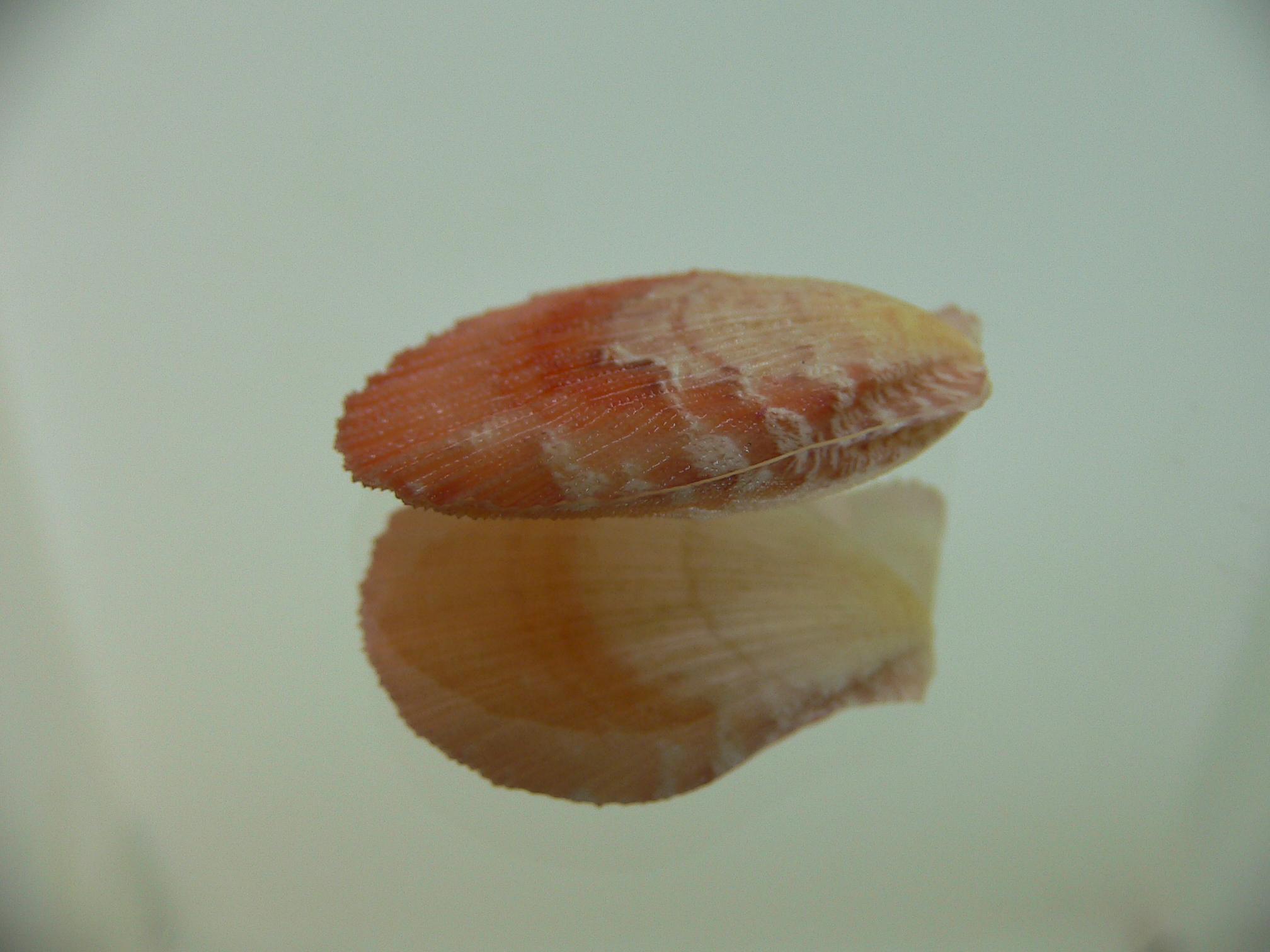 Semipallium aktinos ORANGE
