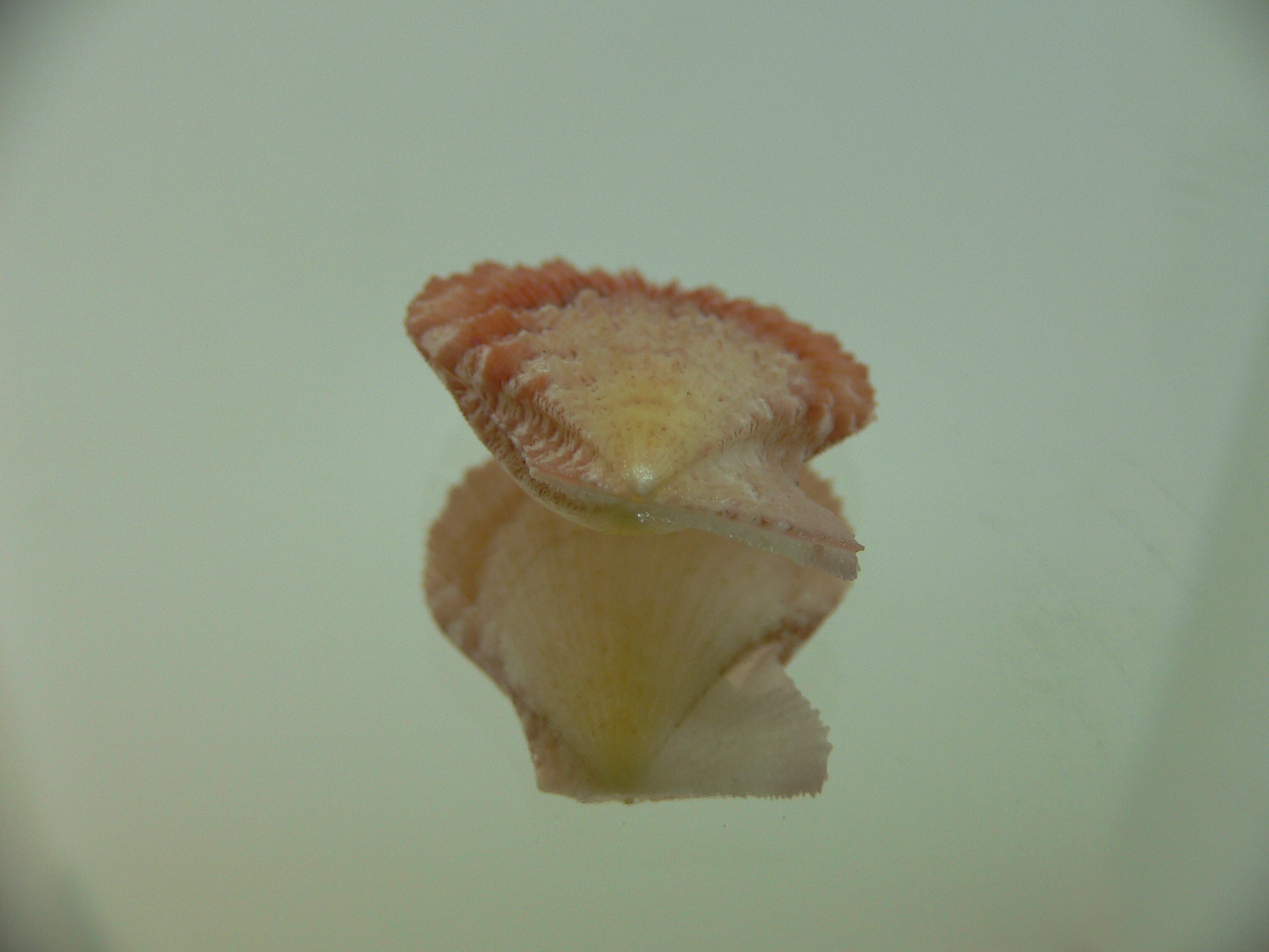 Semipallium aktinos ORANGE