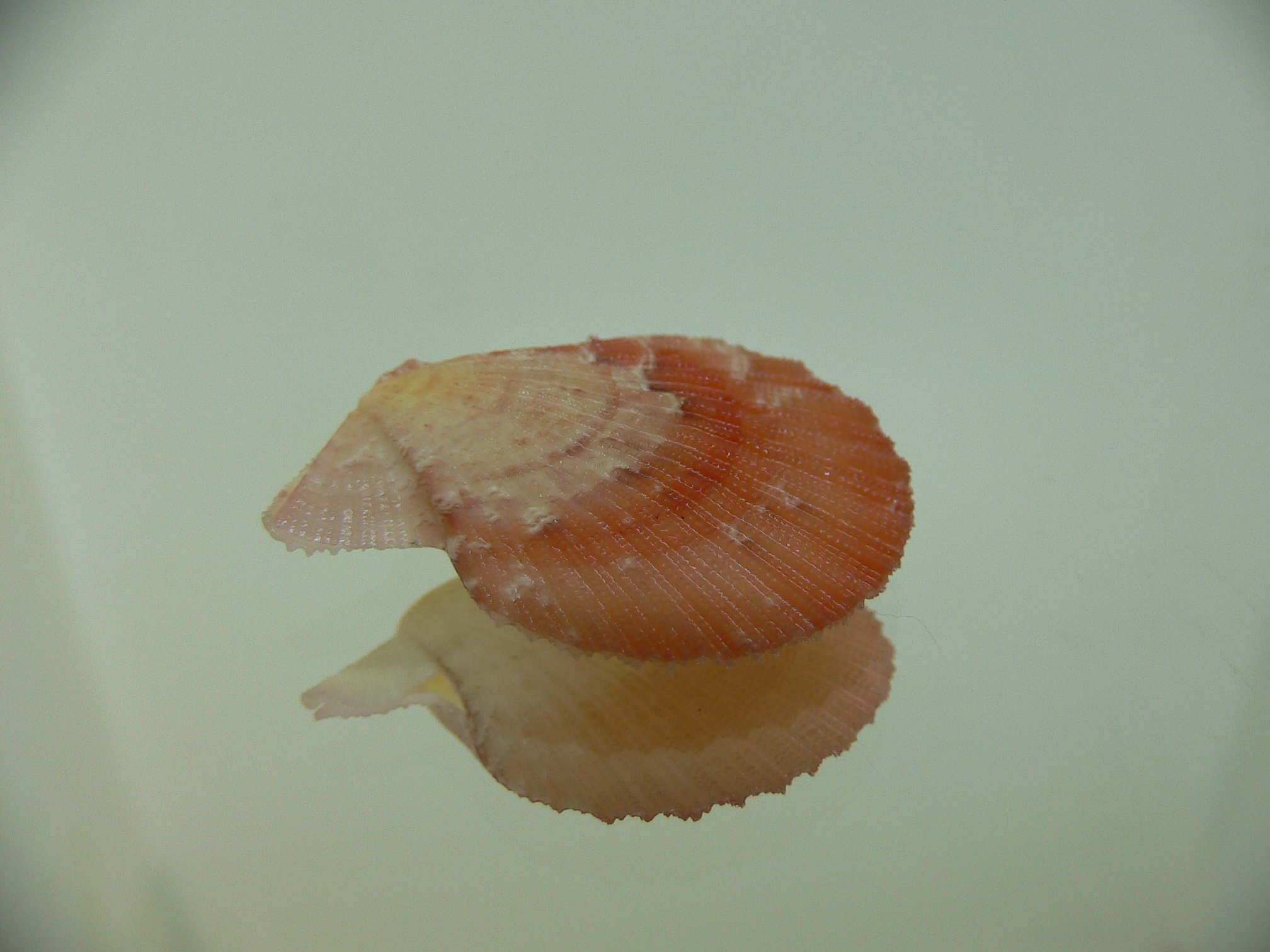 Semipallium aktinos ORANGE