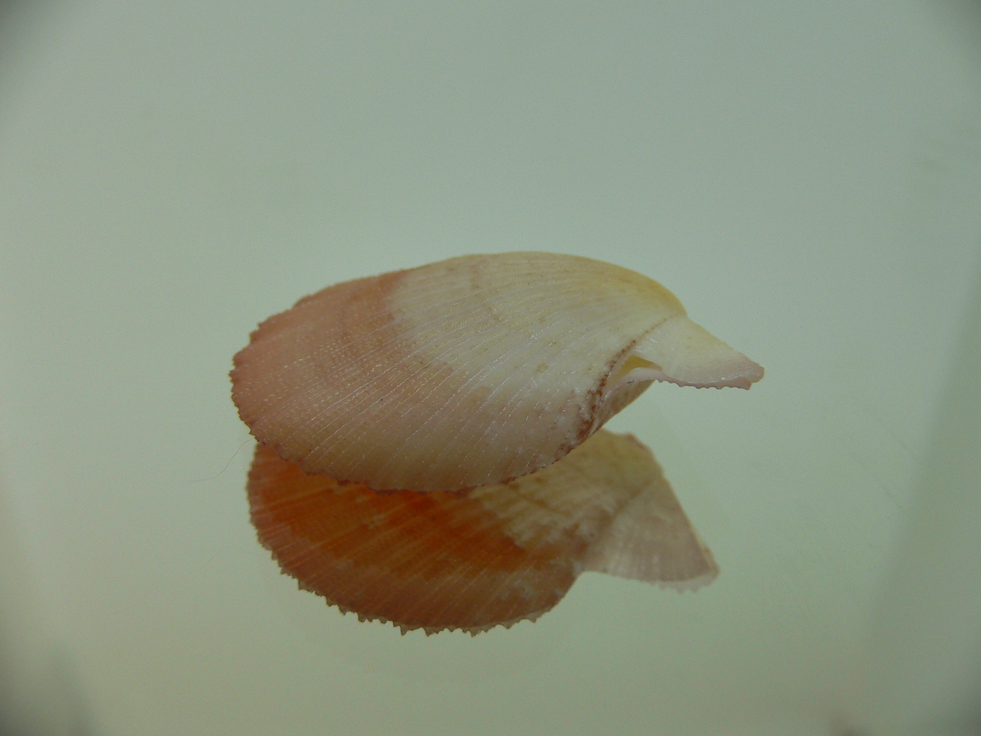 Semipallium aktinos ORANGE