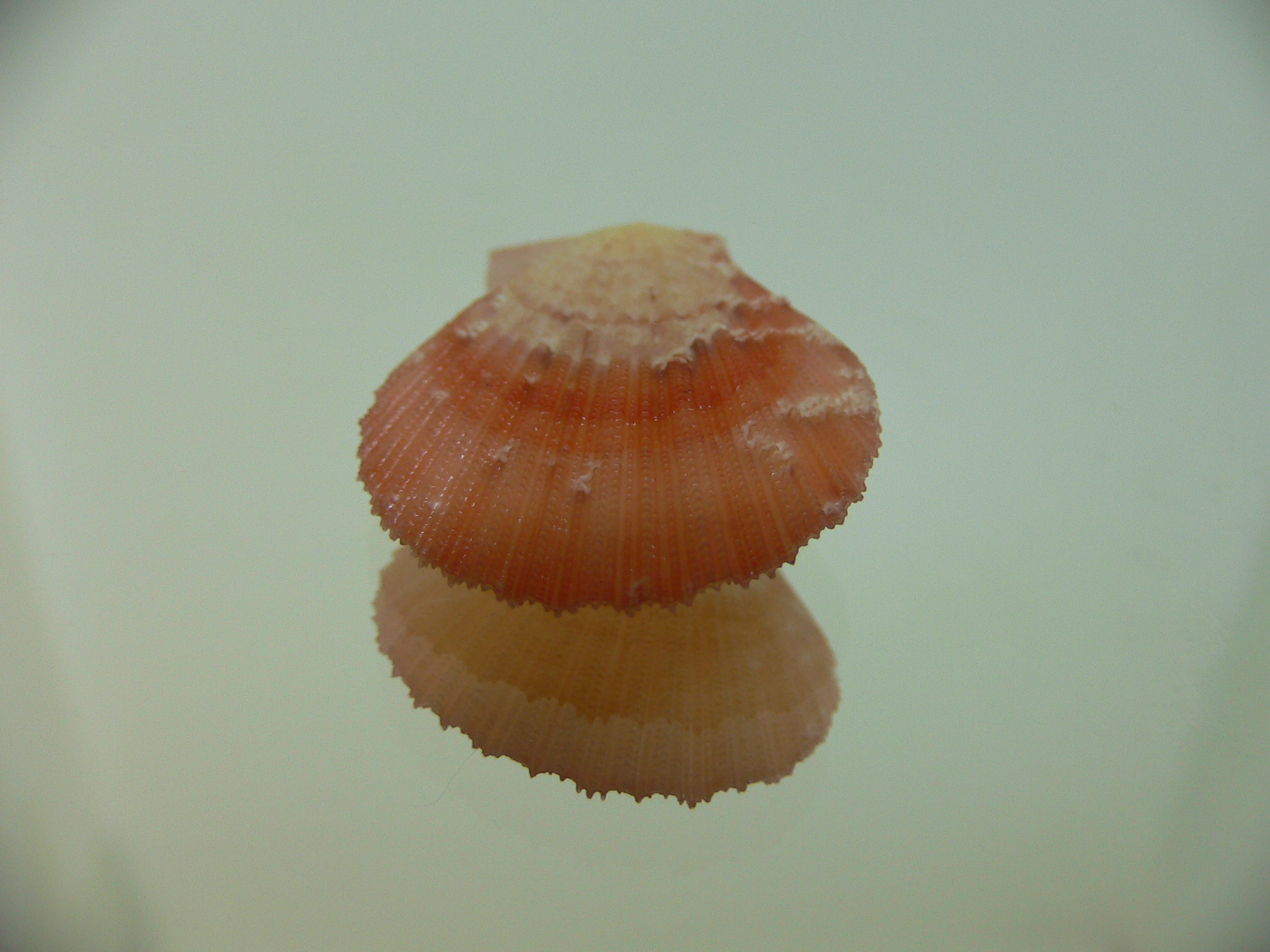 Semipallium aktinos ORANGE