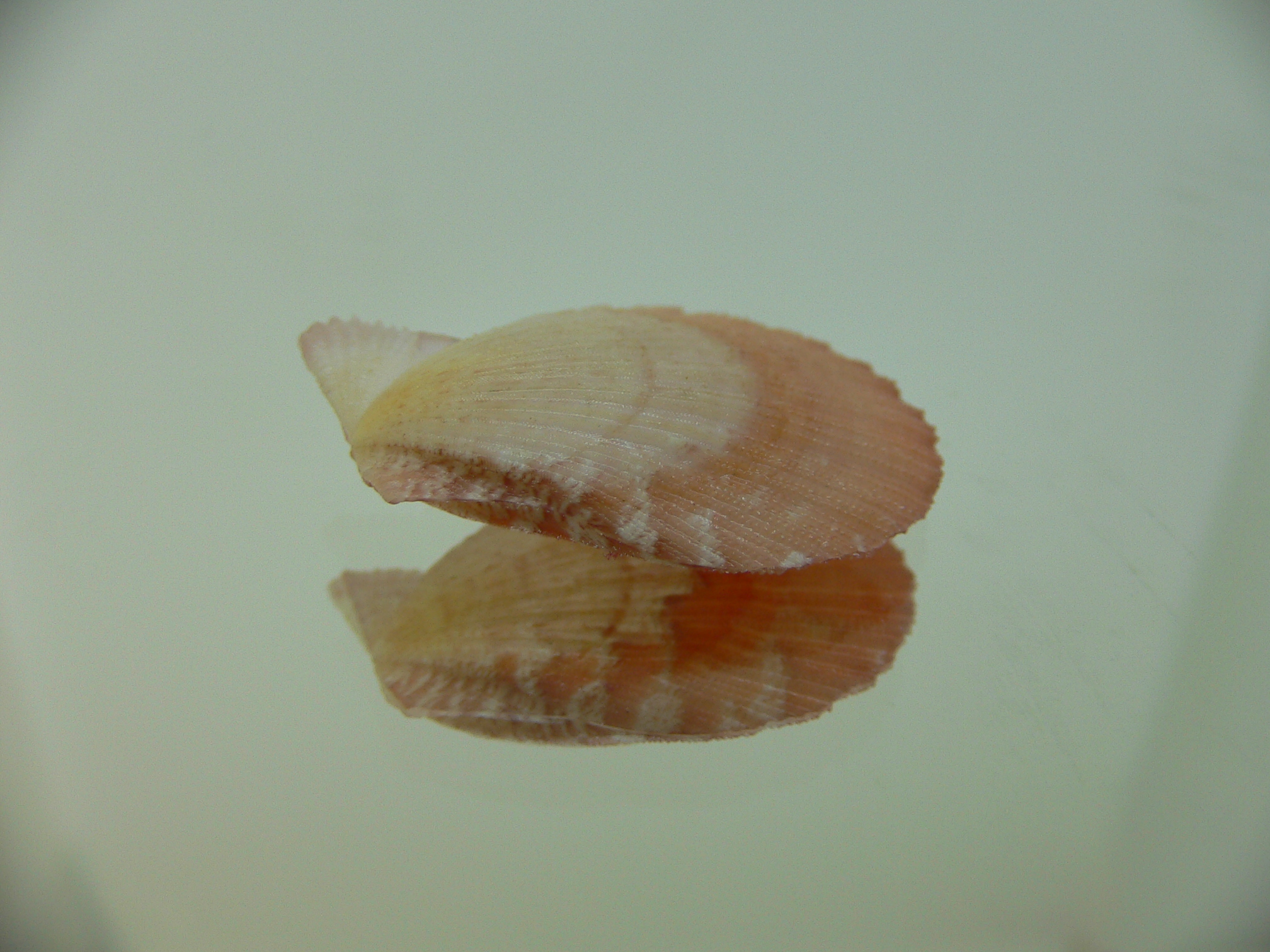 Semipallium aktinos ORANGE