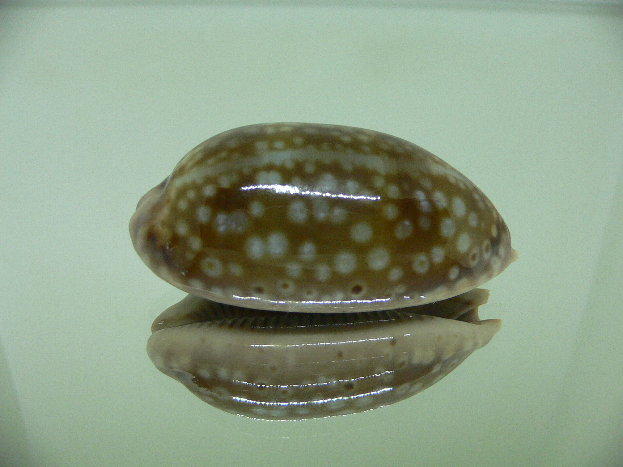 Cypraea zebra zebra