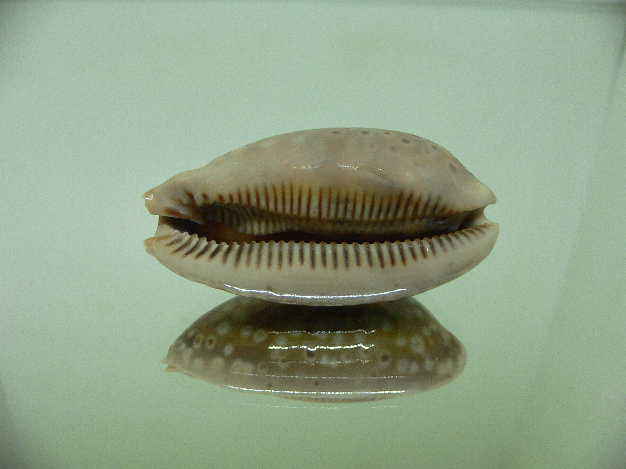 Cypraea zebra zebra