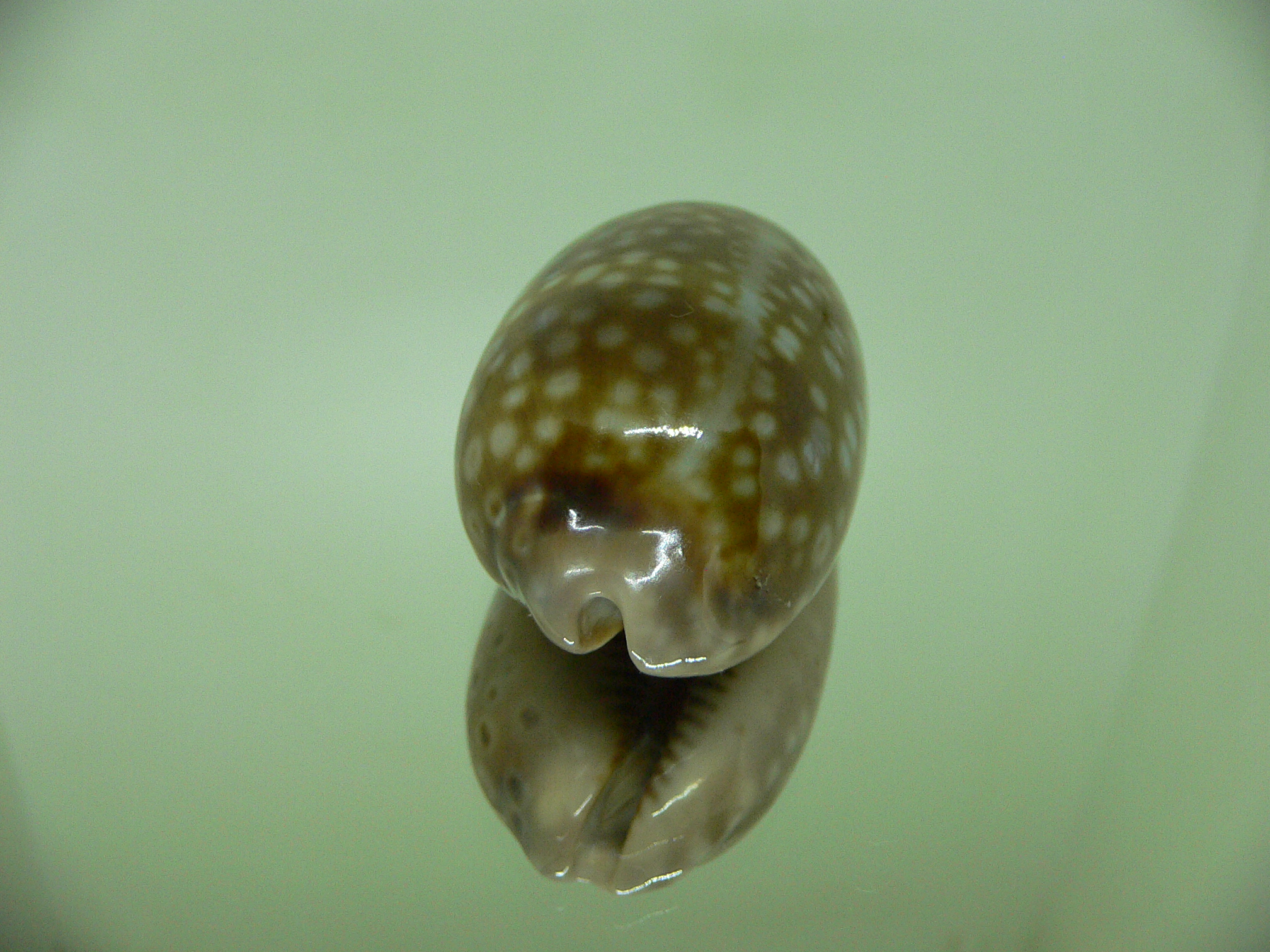 Cypraea zebra zebra