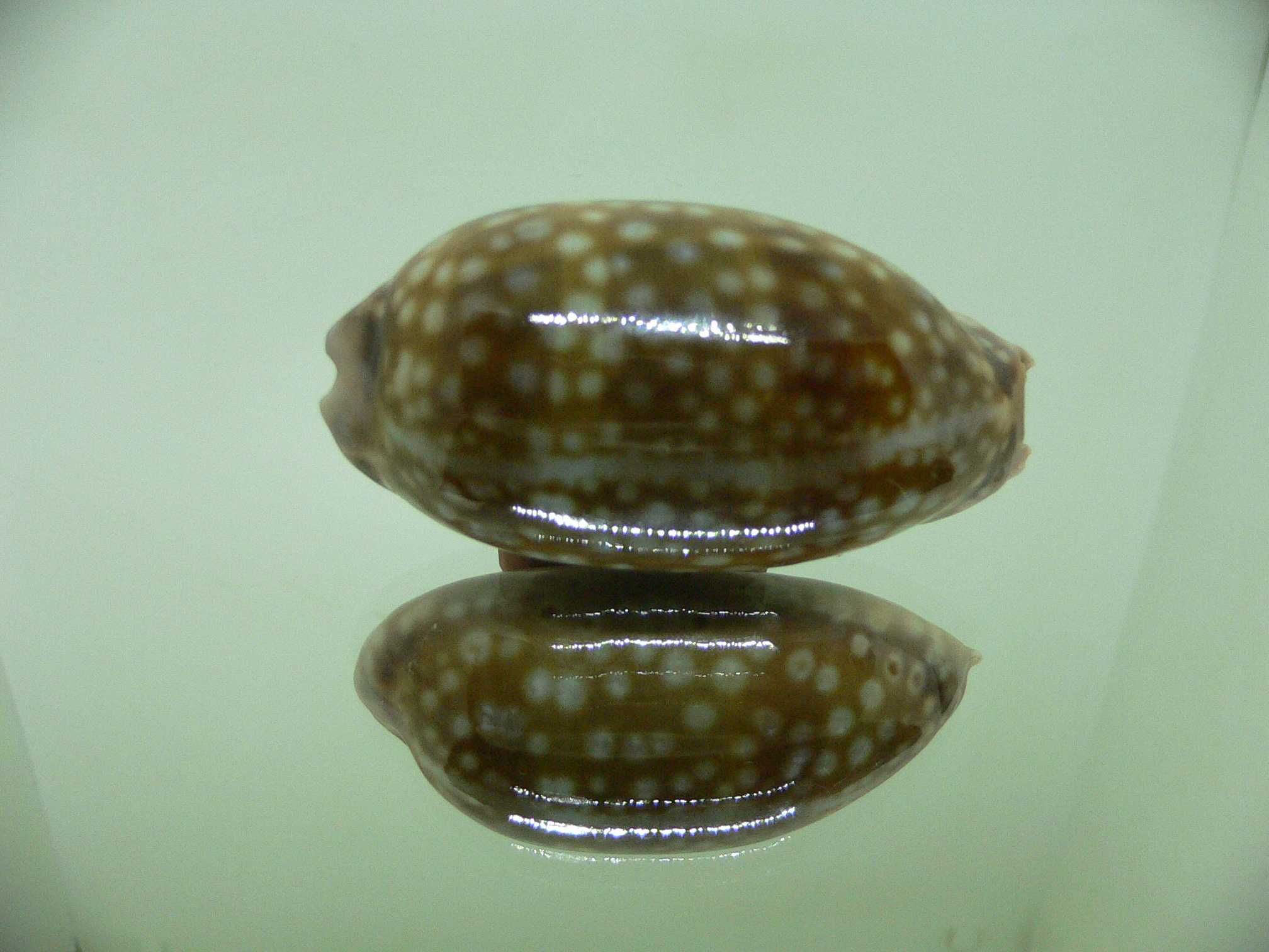 Cypraea zebra zebra