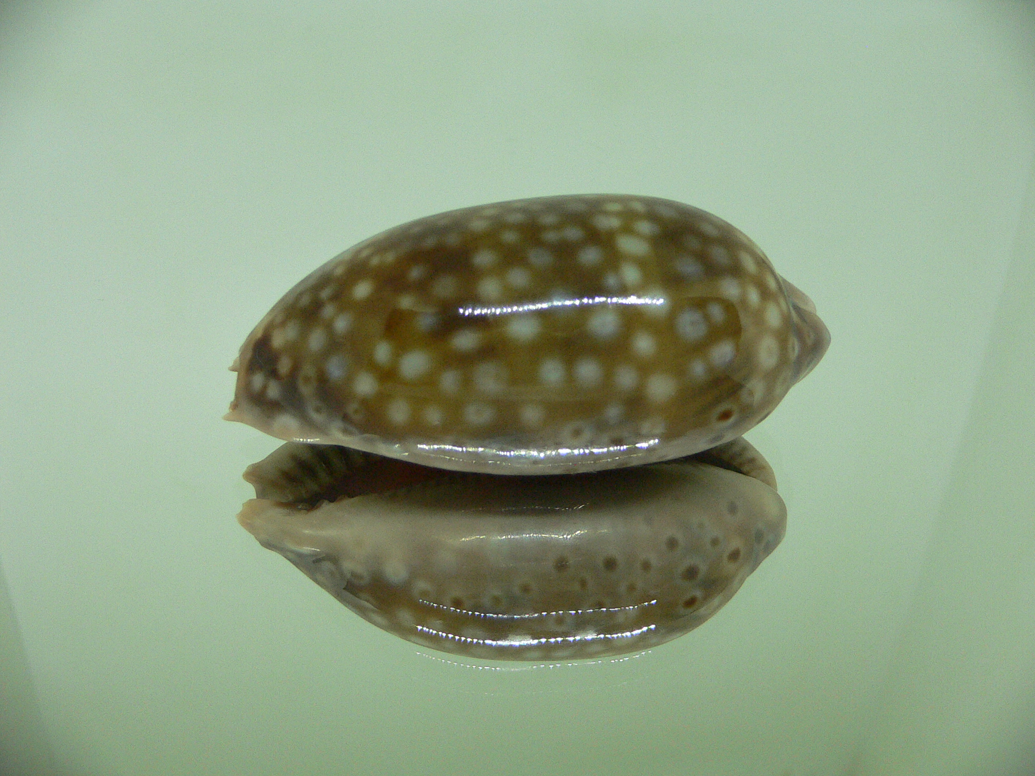 Cypraea zebra zebra