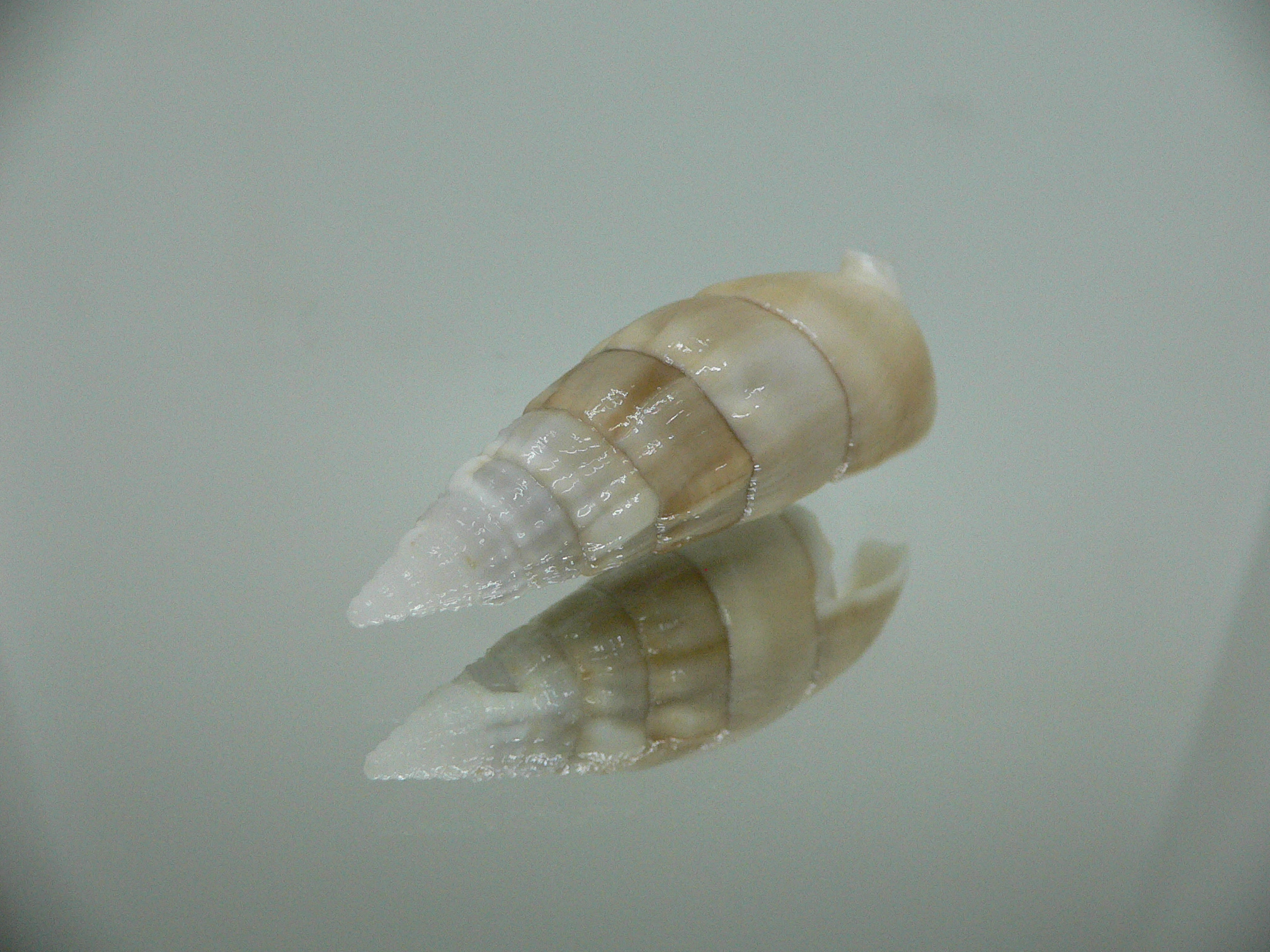 Rhinoclavis vertagus