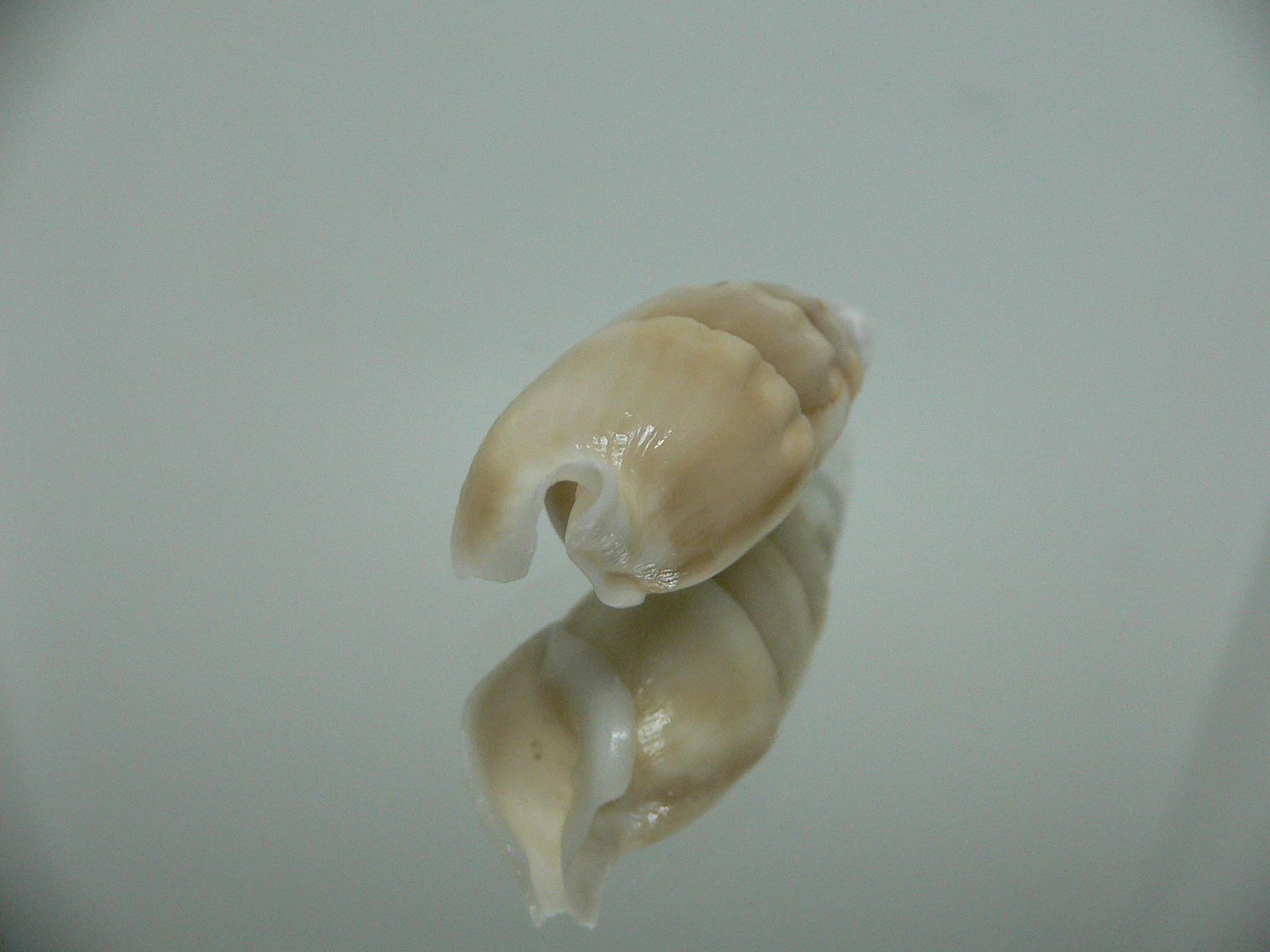 Rhinoclavis vertagus