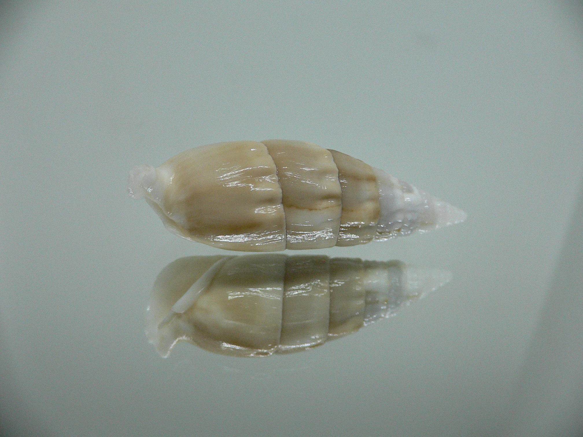 Rhinoclavis vertagus