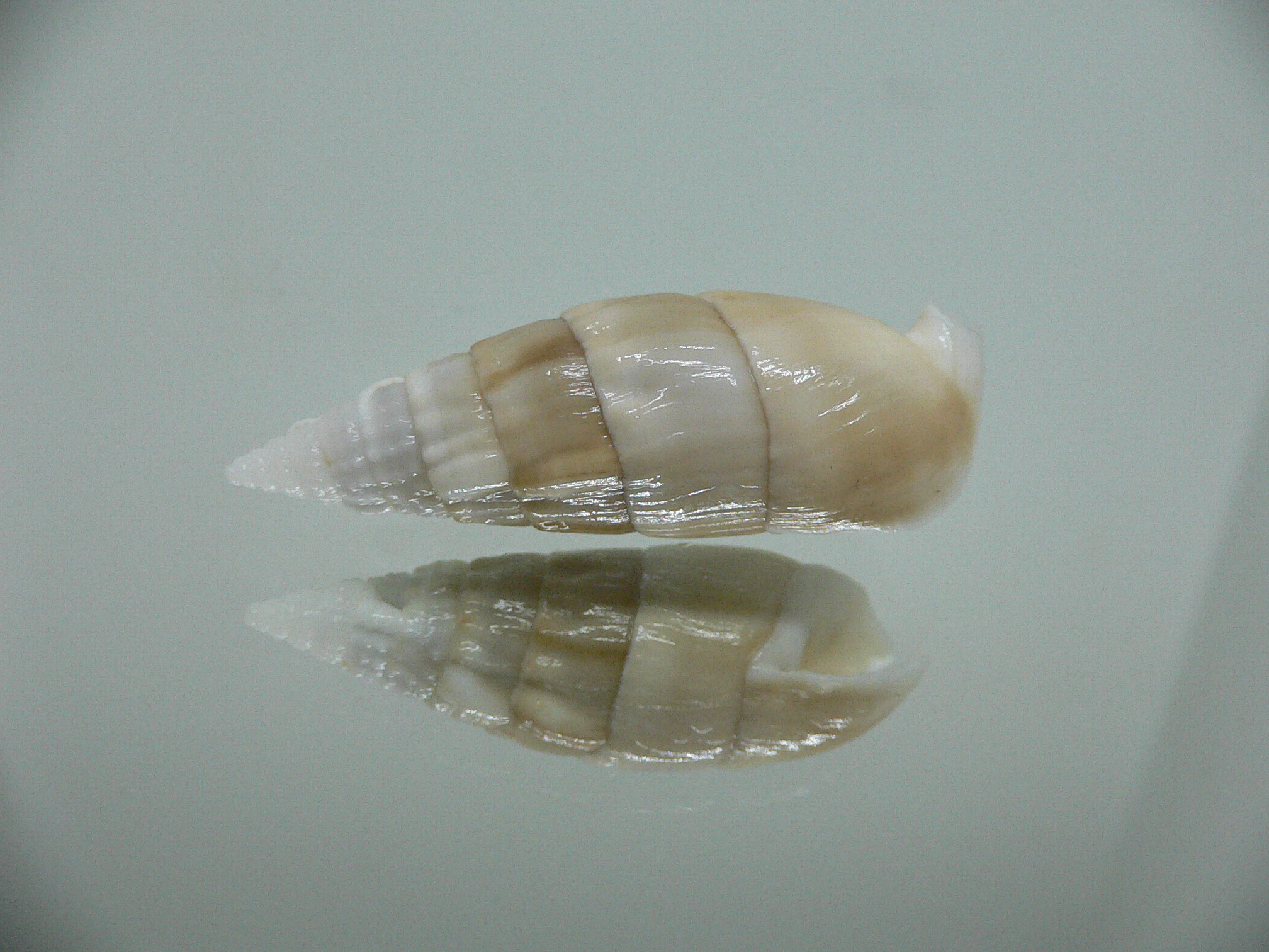 Rhinoclavis vertagus