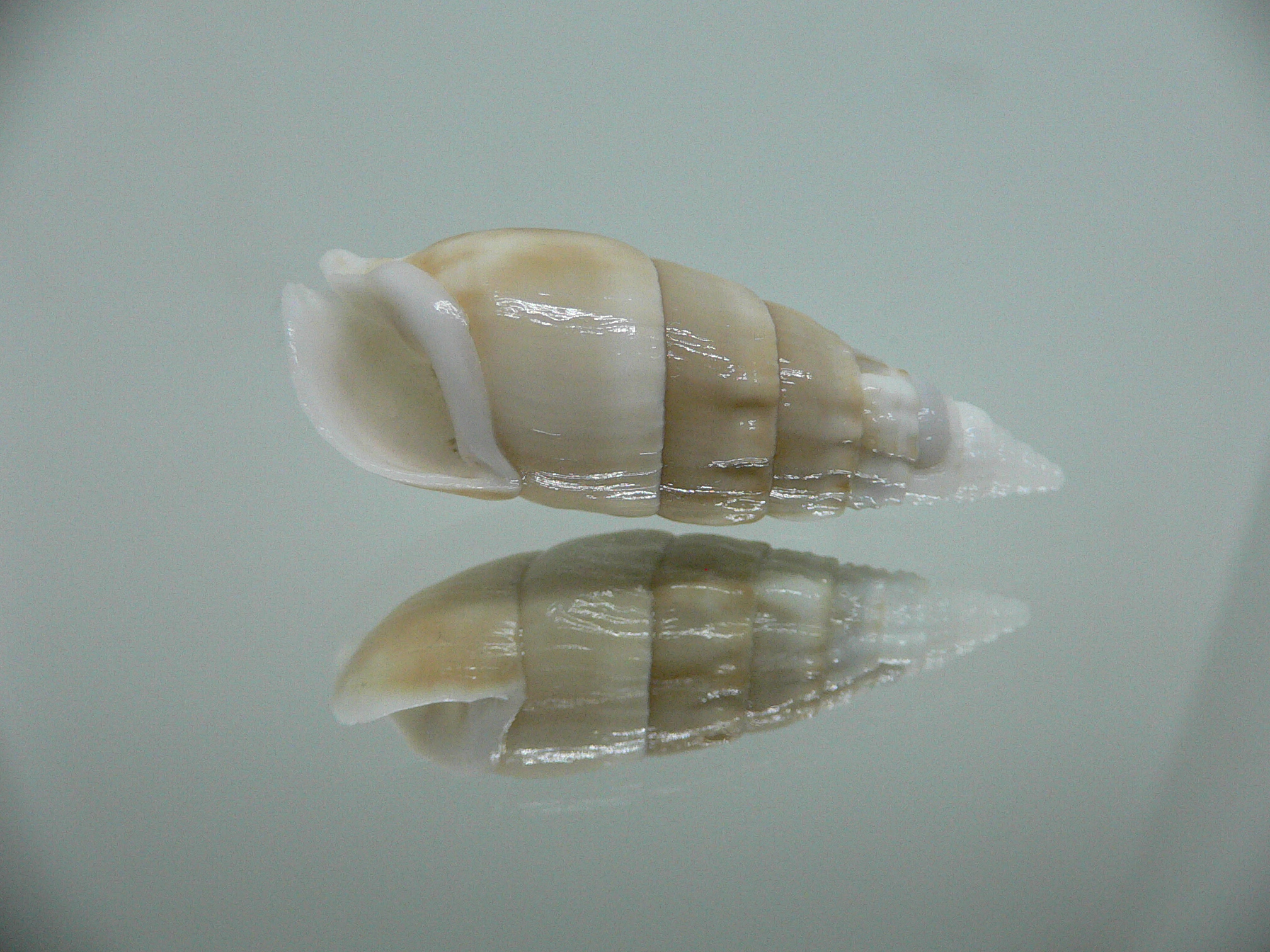 Rhinoclavis vertagus