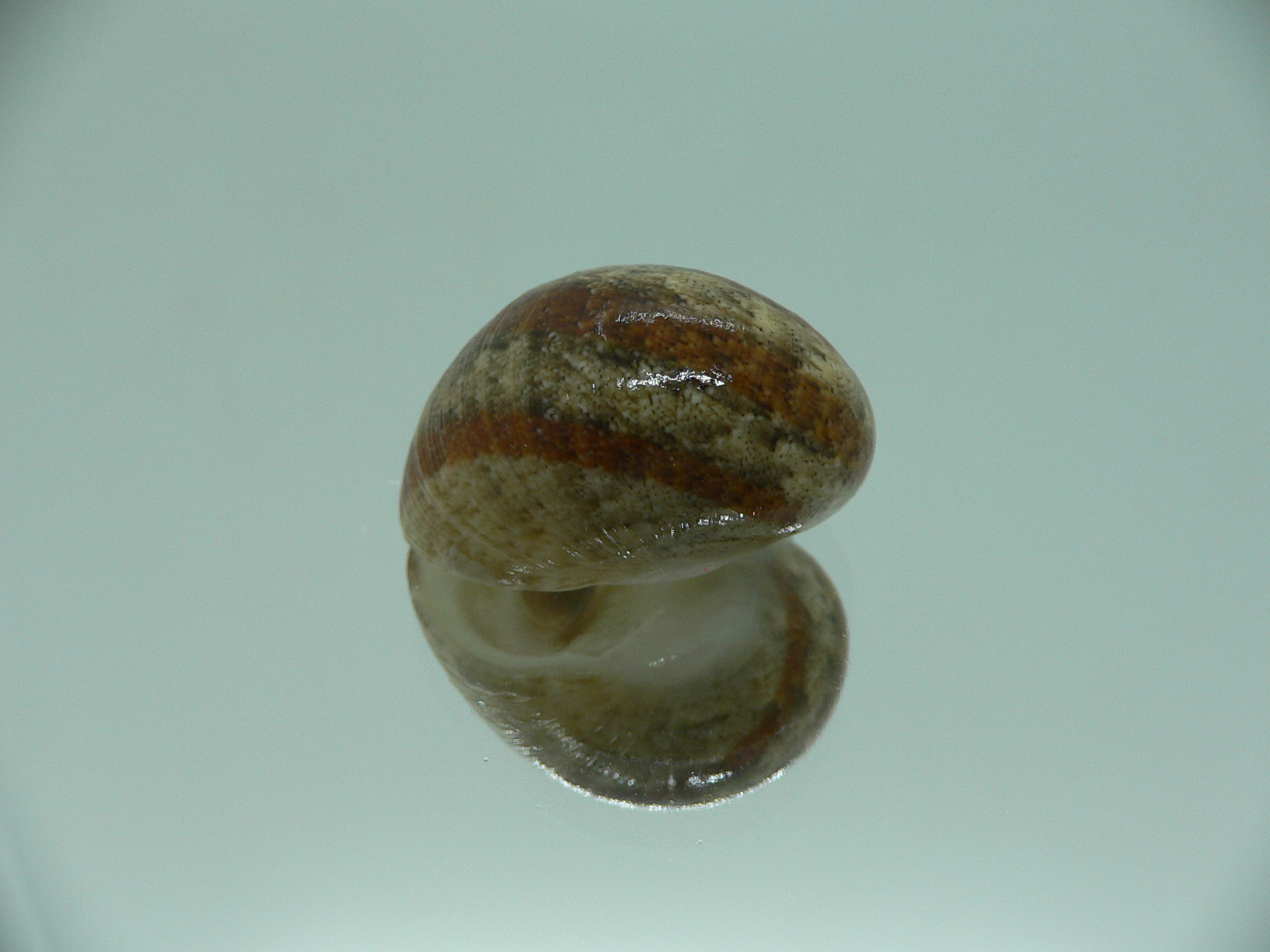 Nerita polita polita STRIPED