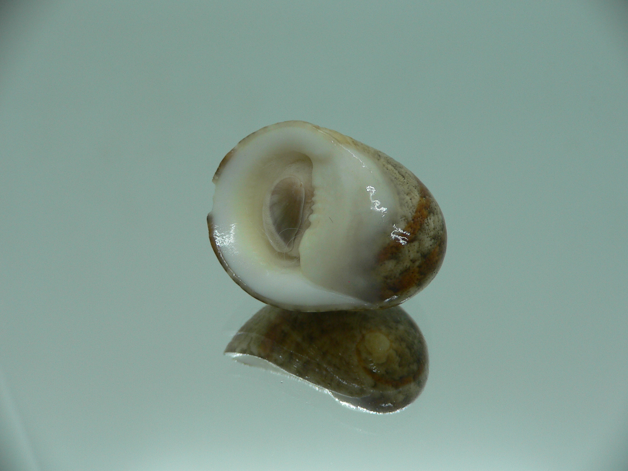 Nerita polita polita STRIPED
