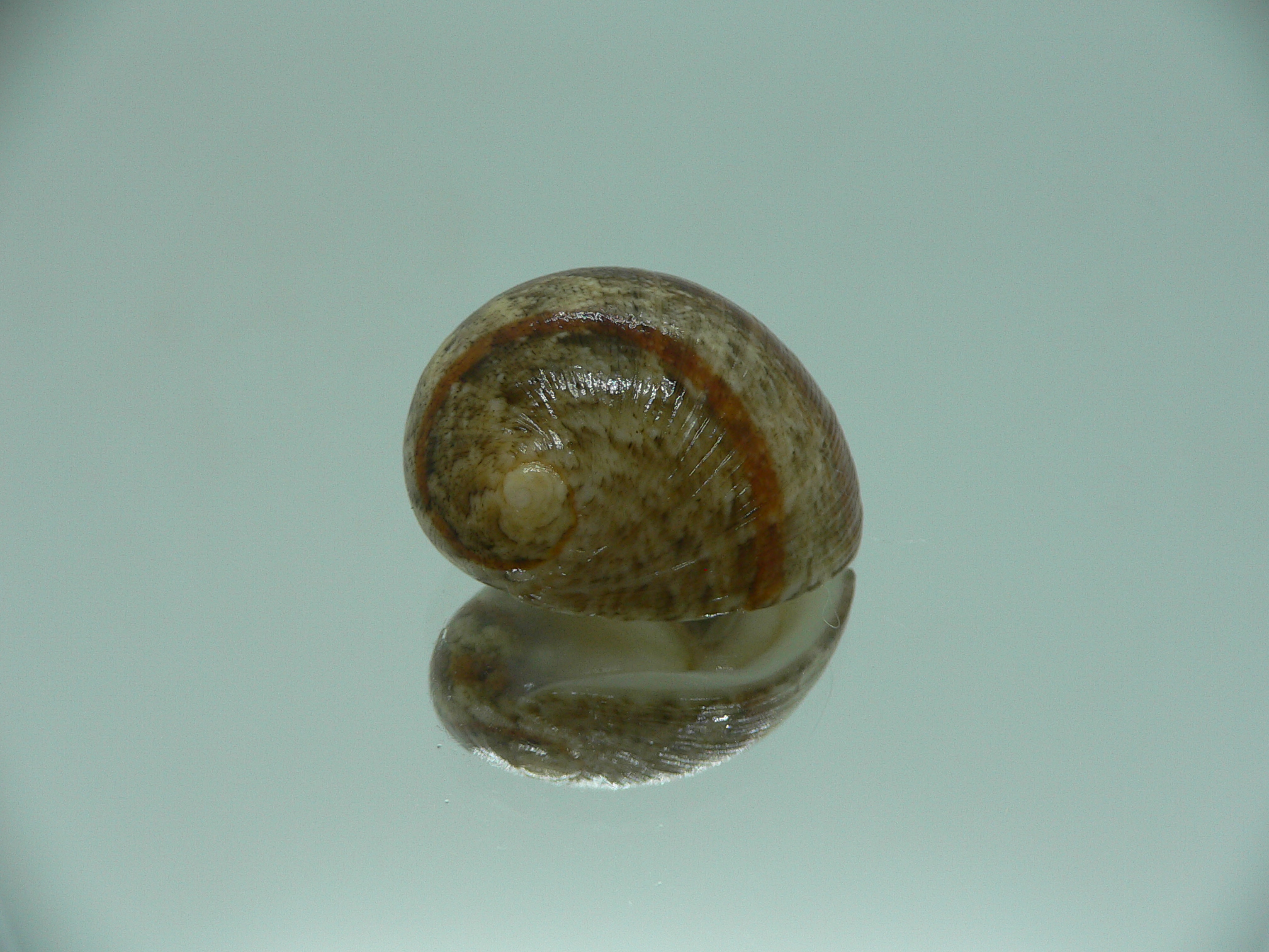 Nerita polita polita STRIPED