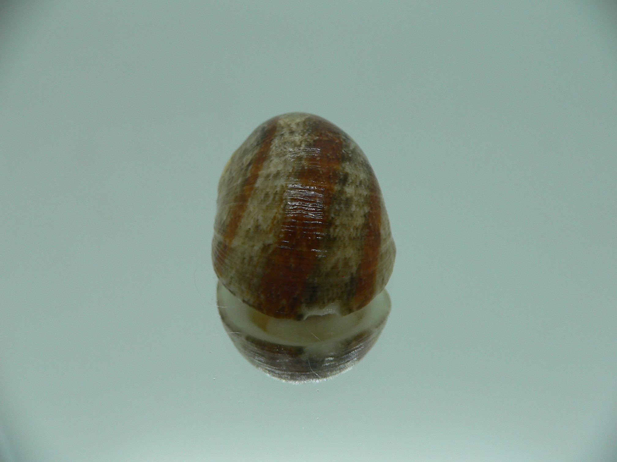 Nerita polita polita STRIPED