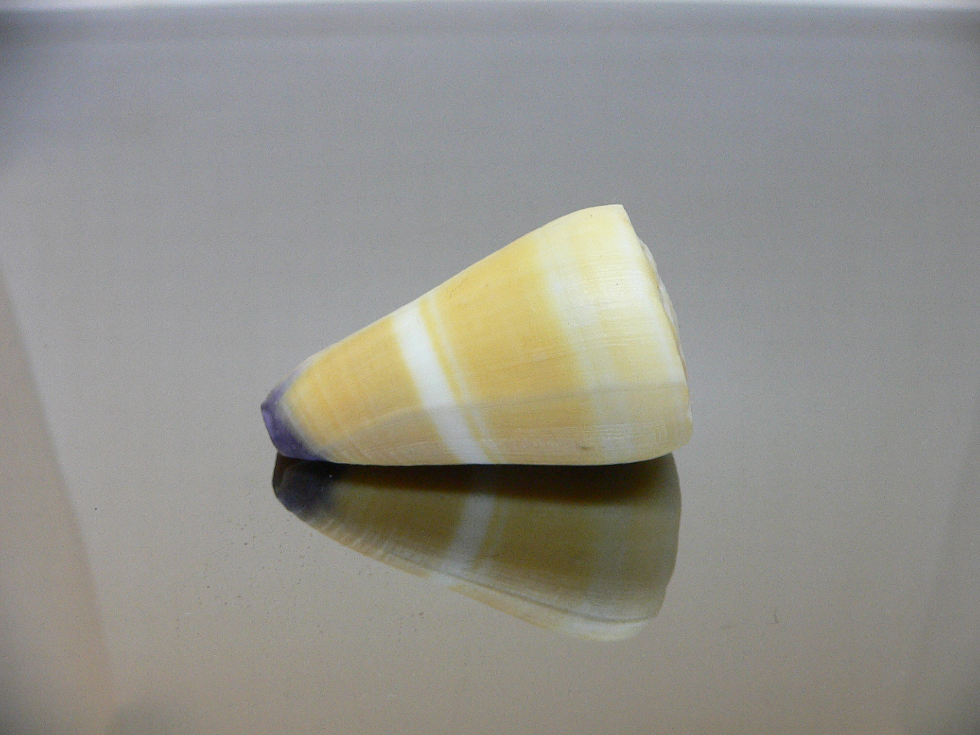 Conus flavidus STRIP