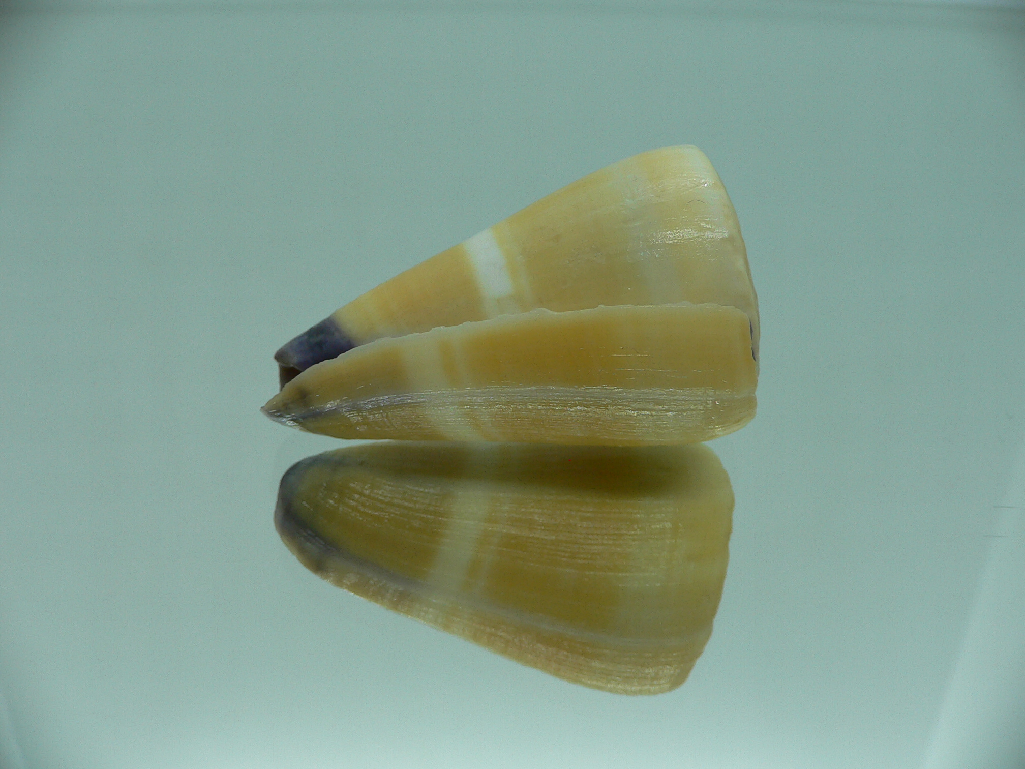 Conus flavidus STRIP