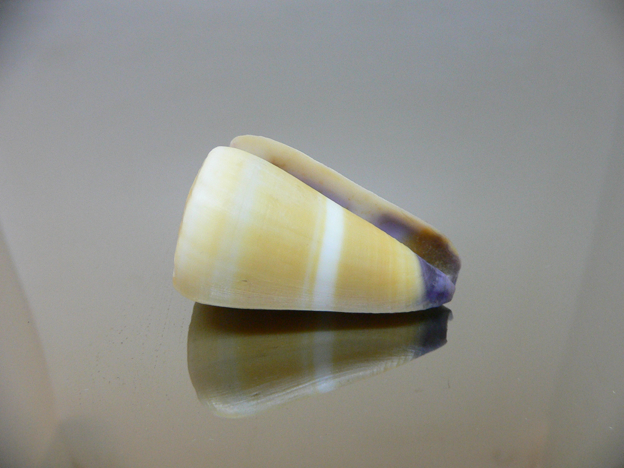 Conus flavidus STRIP