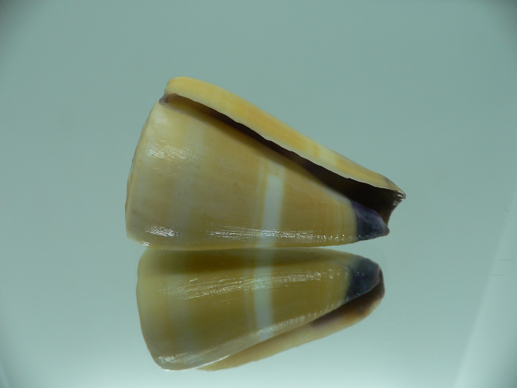 Conus flavidus STRIP