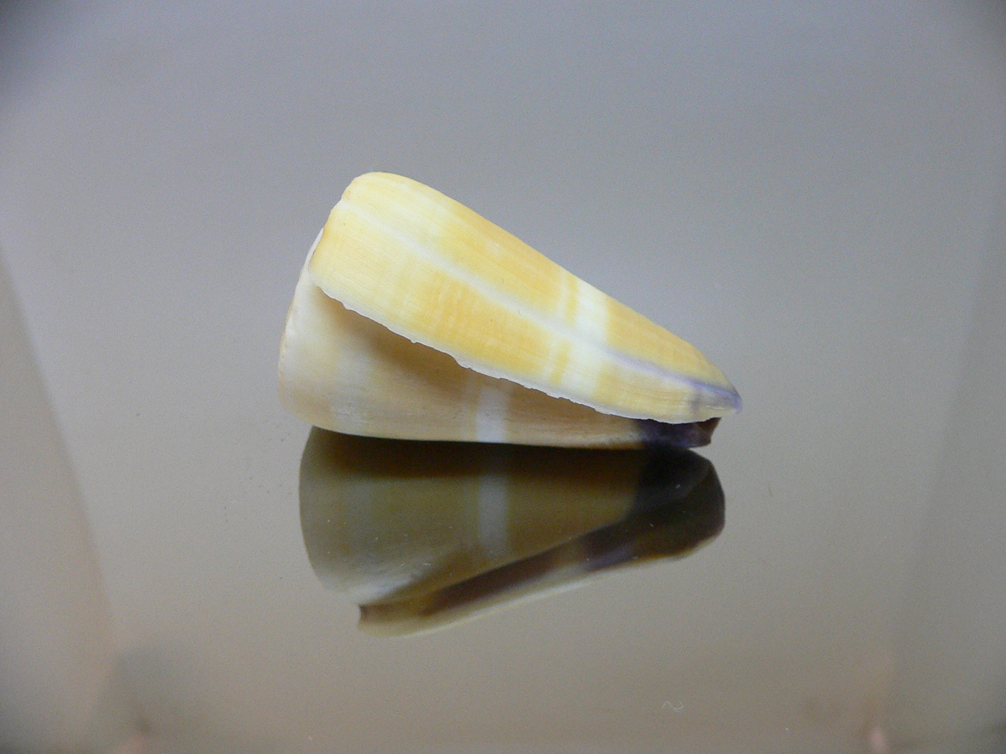 Conus flavidus STRIP