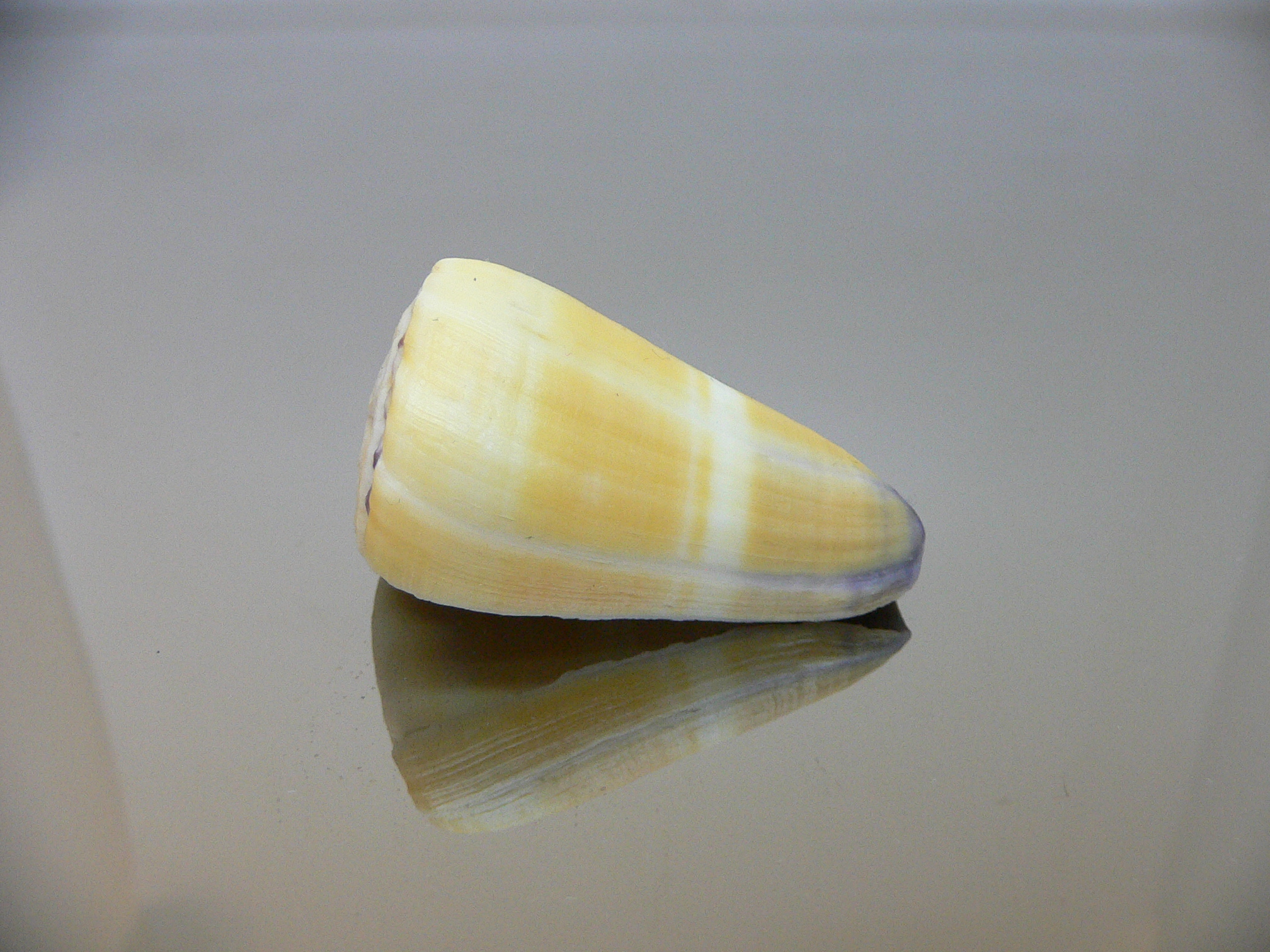 Conus flavidus STRIP