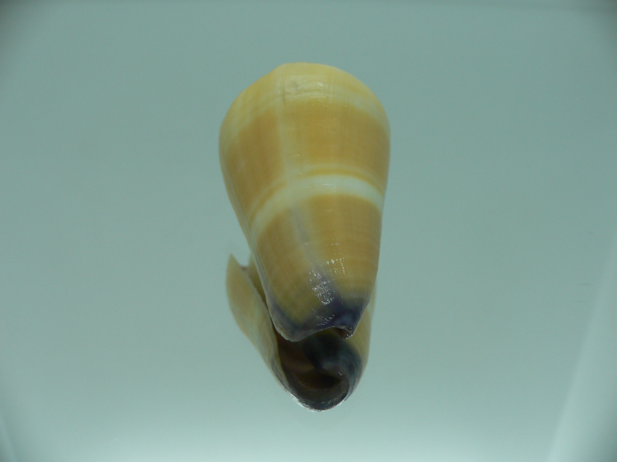 Conus flavidus STRIP