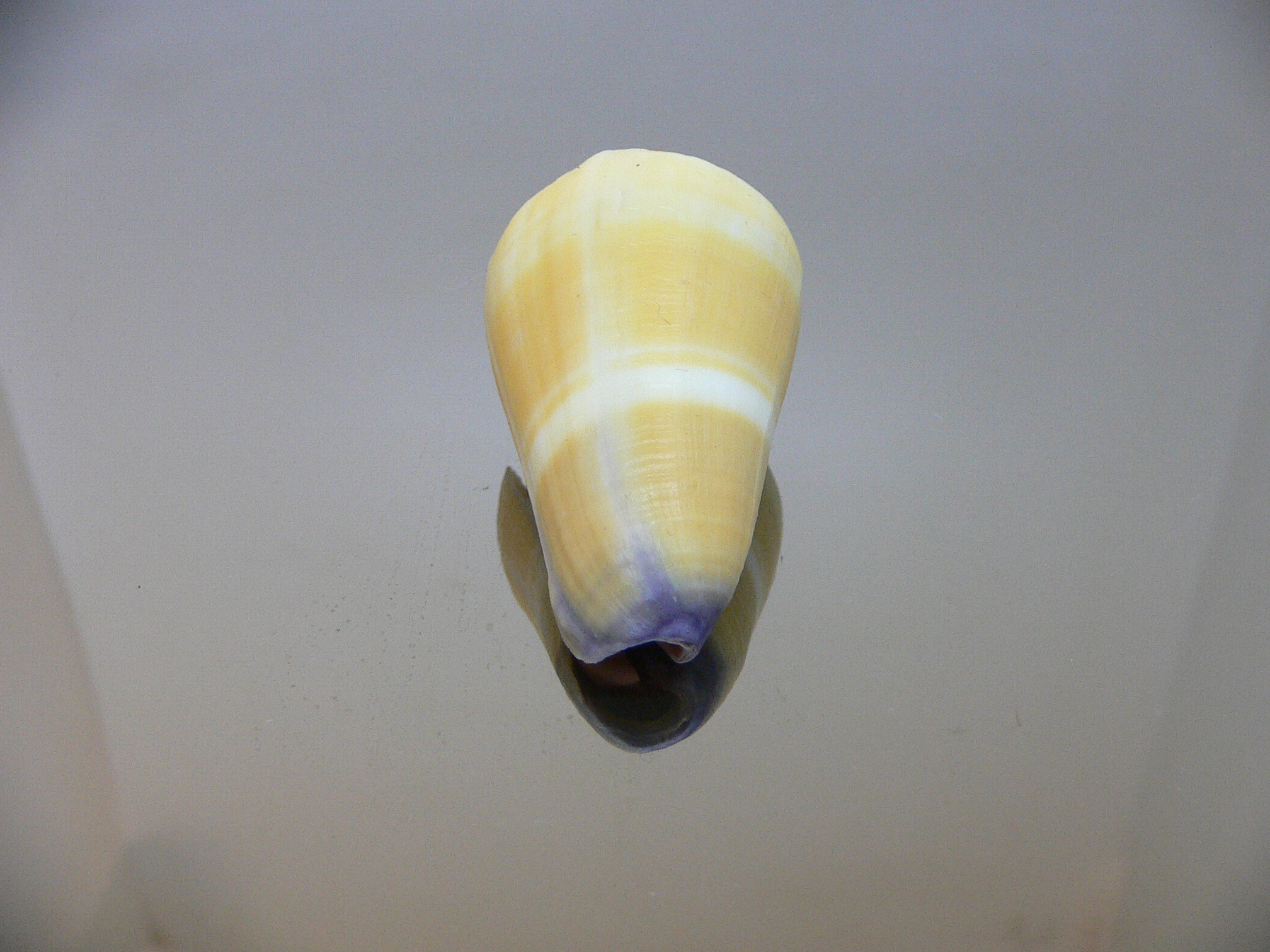 Conus flavidus STRIP