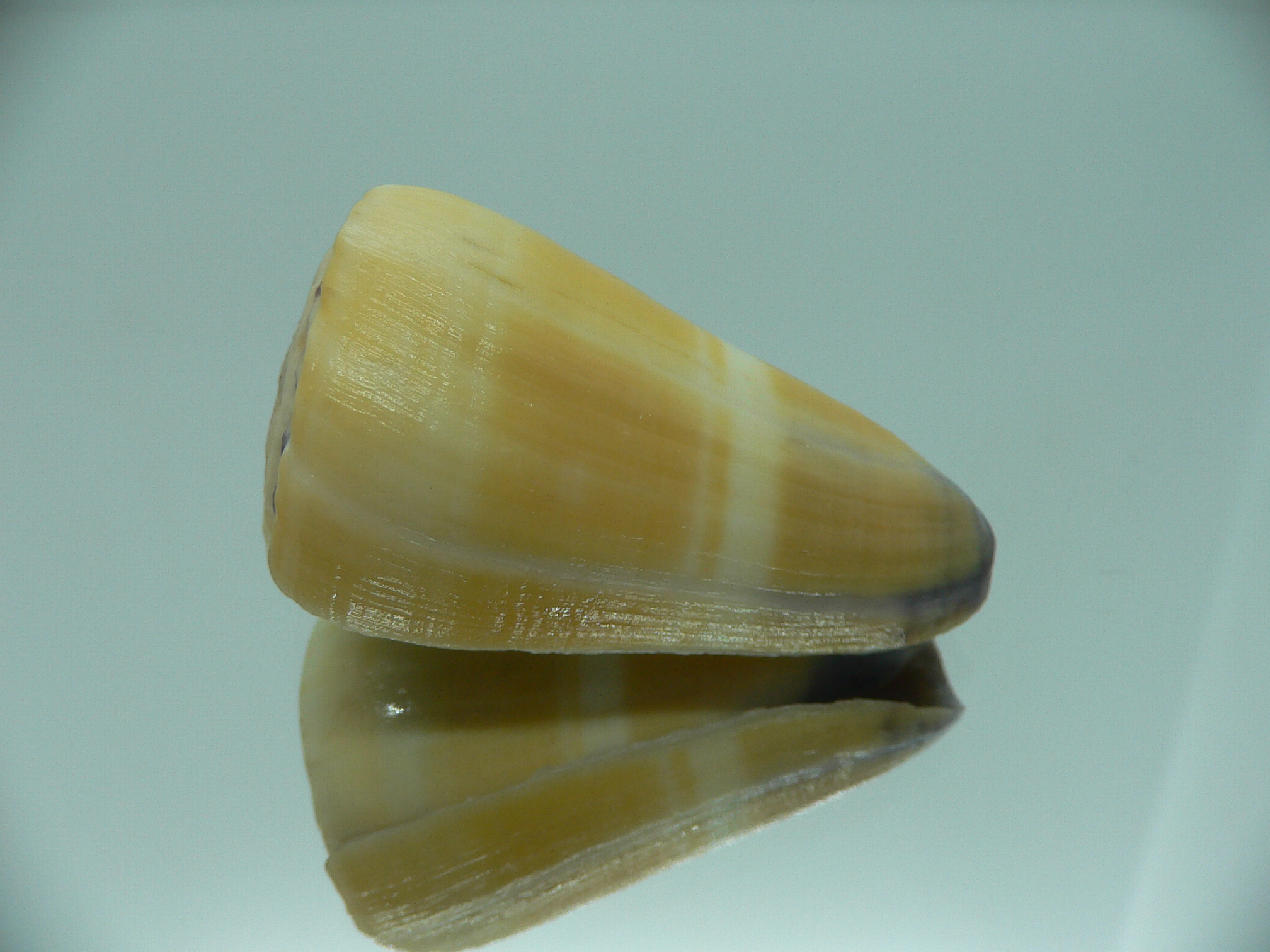Conus flavidus STRIP