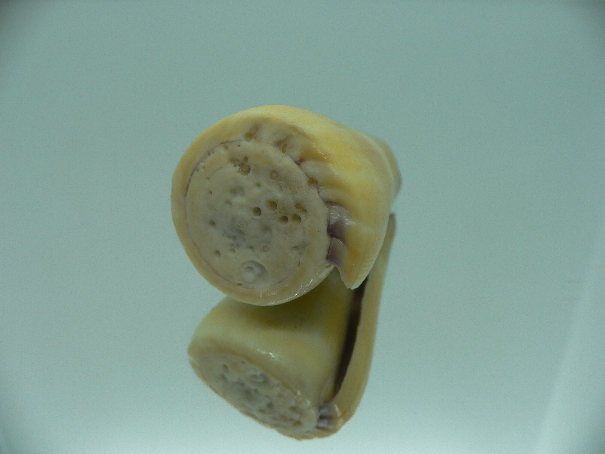 Conus flavidus STRIP