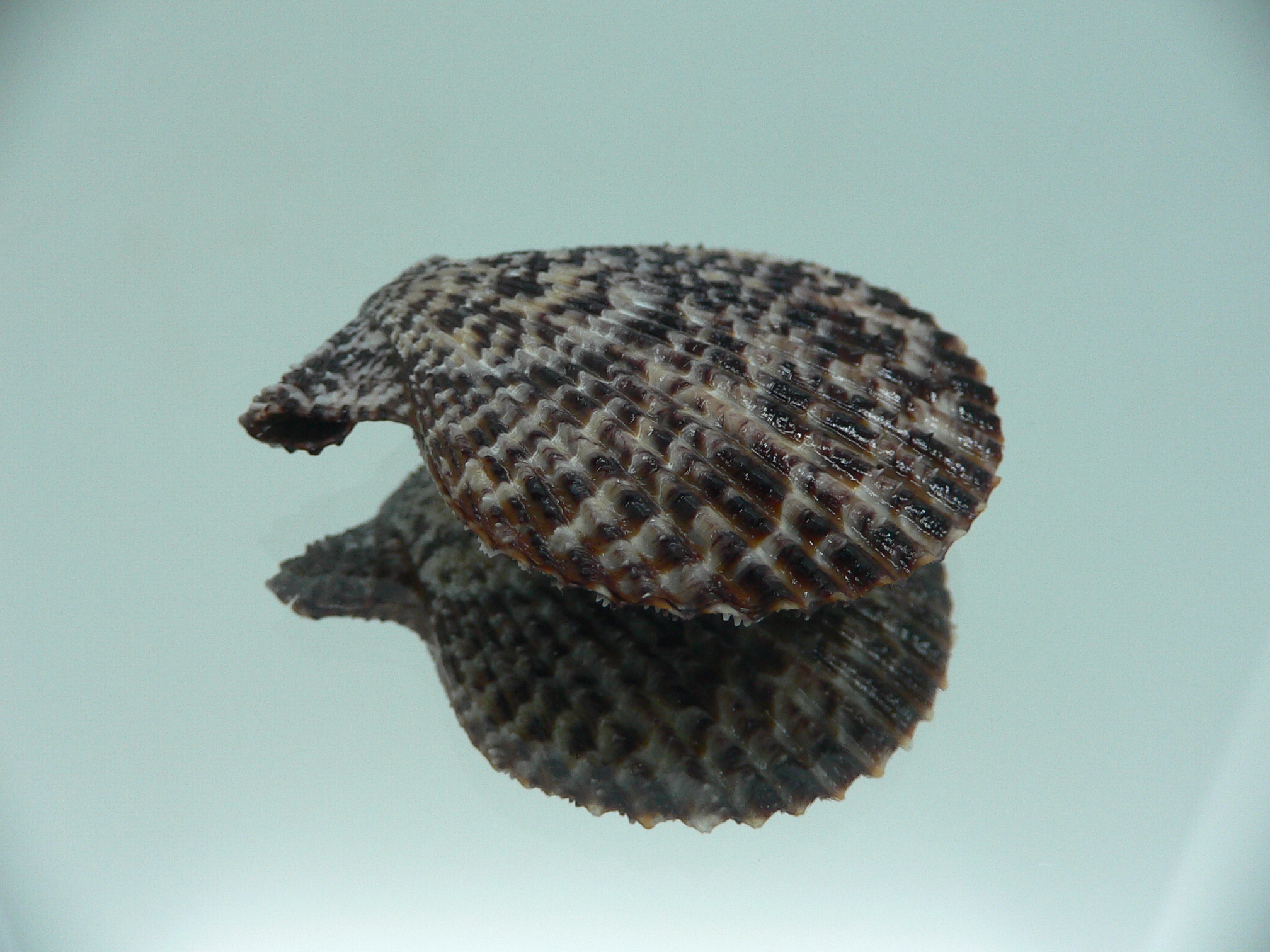 Mimachlamys lentiginosa