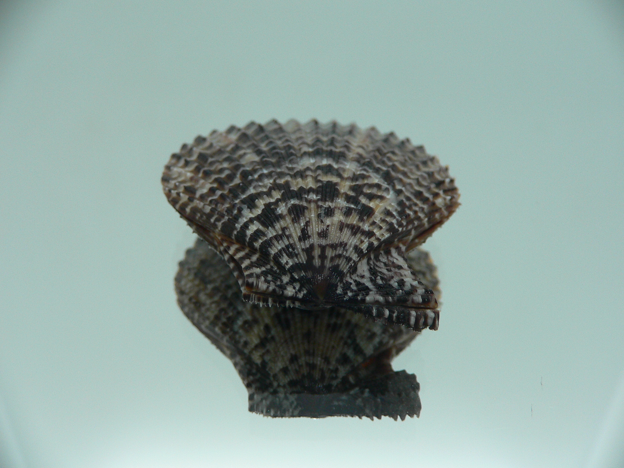 Mimachlamys lentiginosa