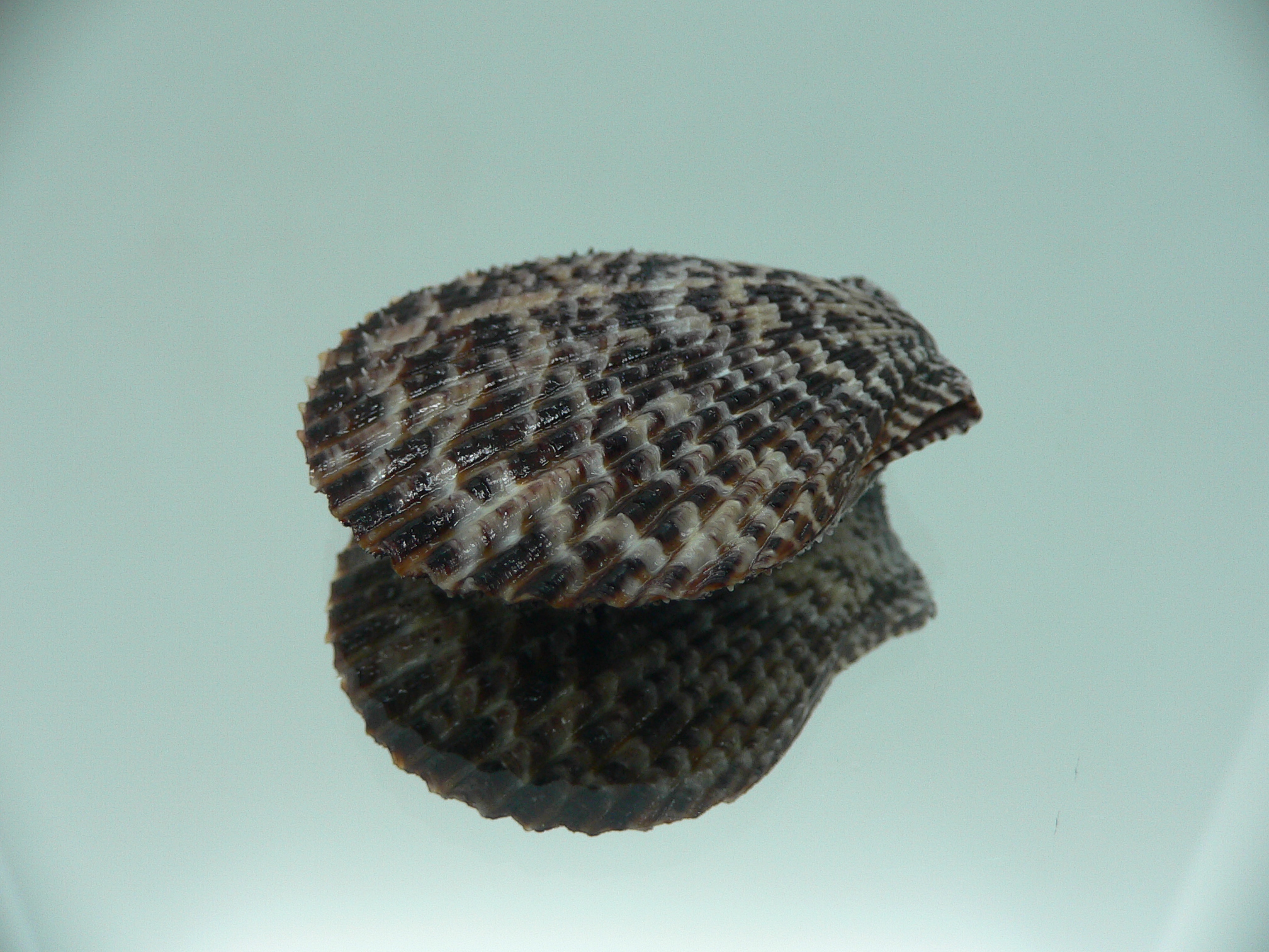 Mimachlamys lentiginosa