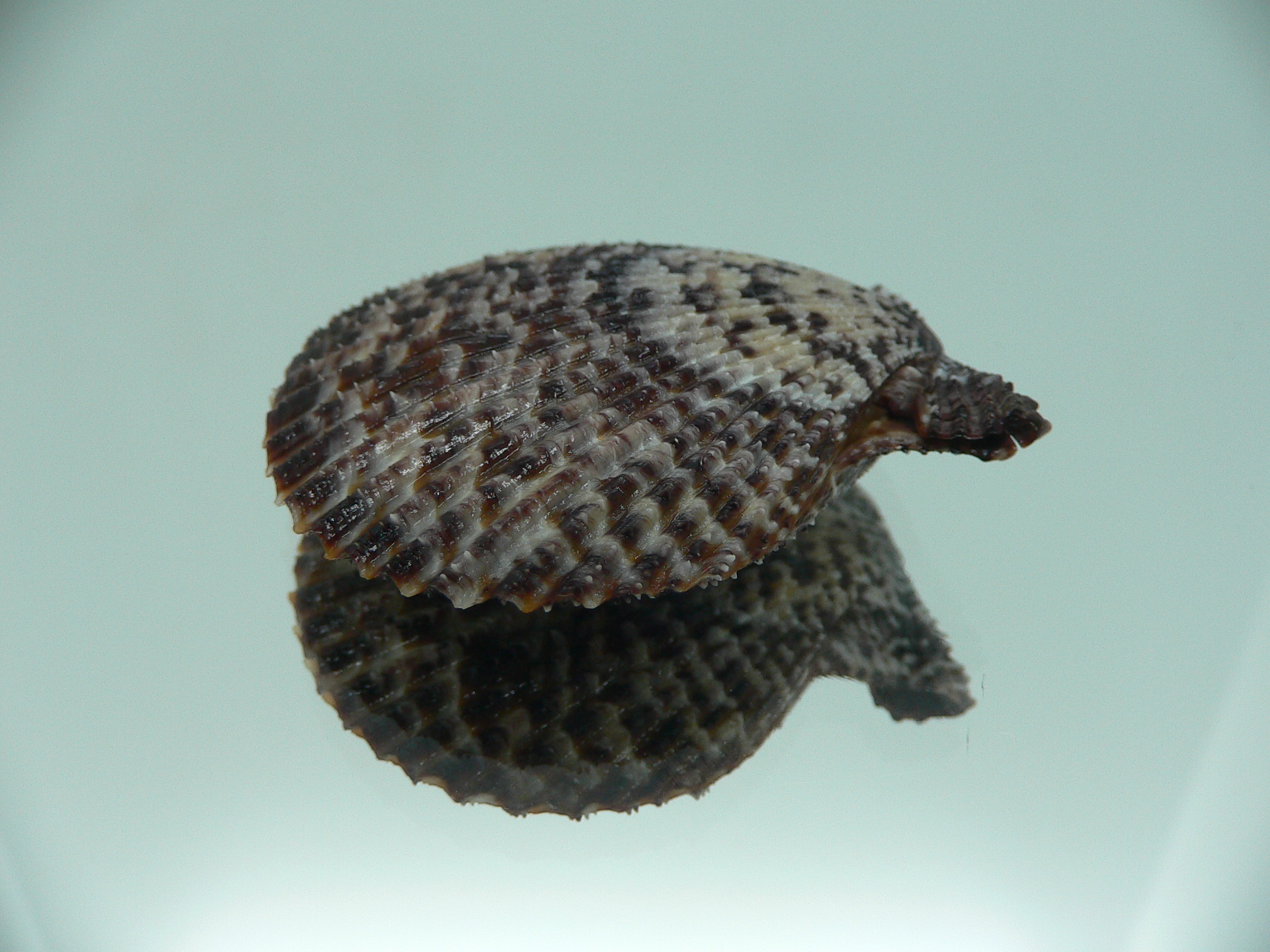 Mimachlamys lentiginosa
